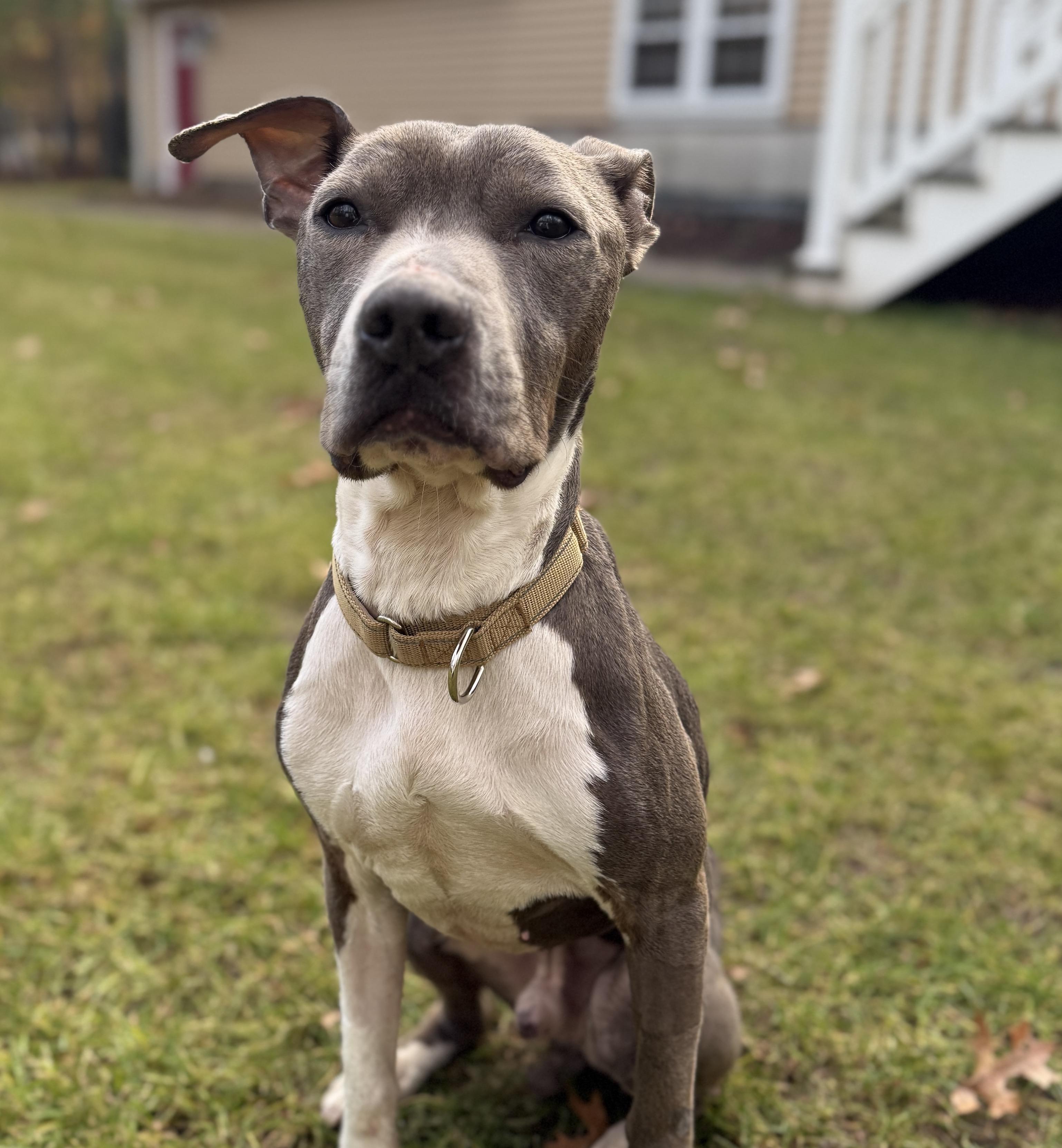 Enlarge Maddox, a Adoptable mixed breed in Boston, MA image 1/6
