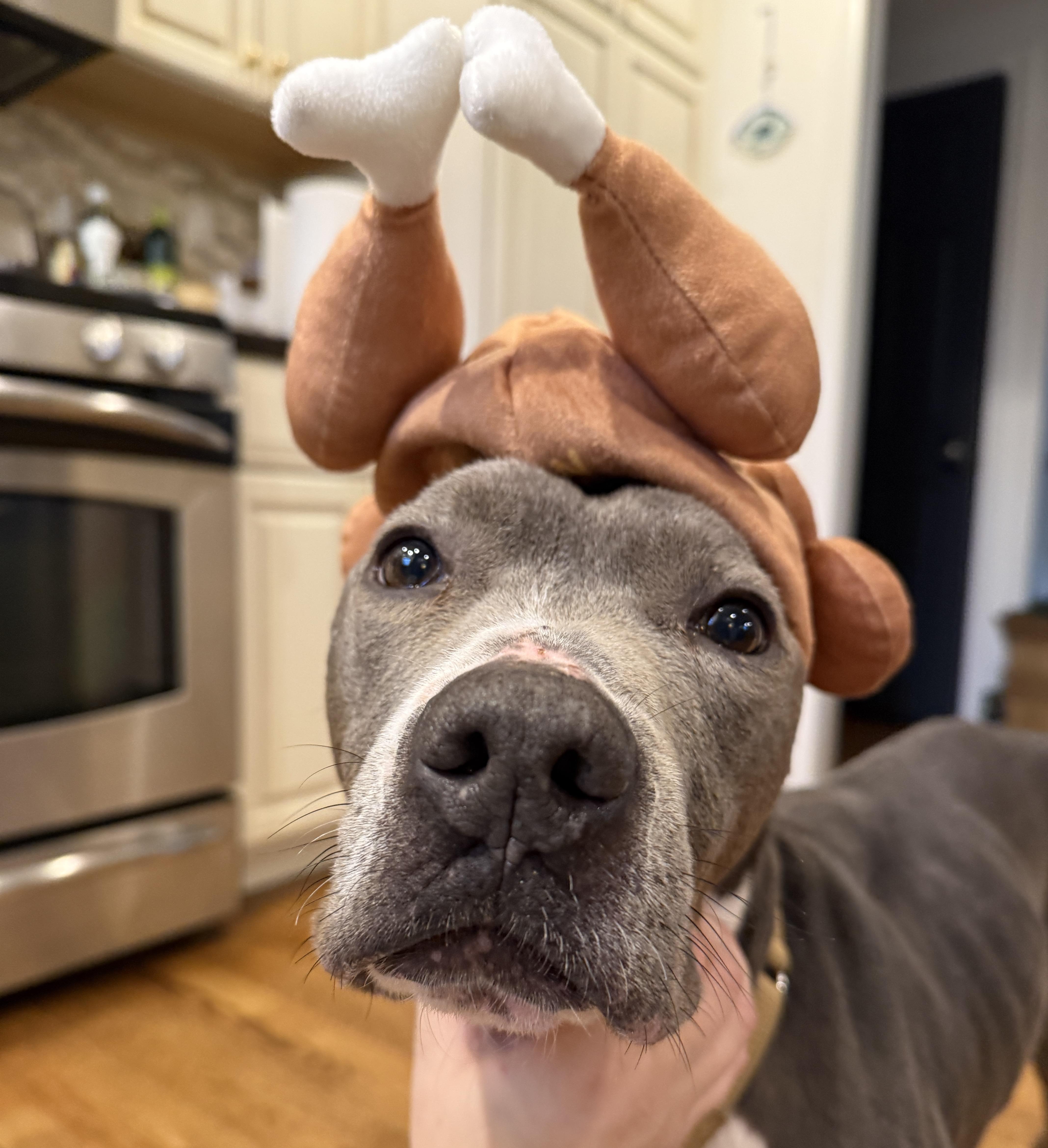 Enlarge Maddox, a Adoptable mixed breed in Boston, MA image 2/6