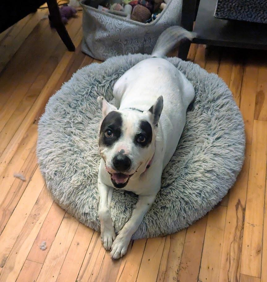 Enlarge Marmee, a Adoptable mixed breed in Norfolk, MA image 1/5