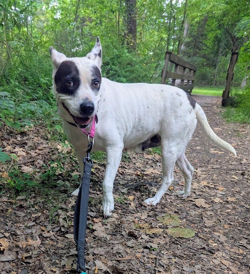Marmee, a Adoptable mixed breed in Norfolk, MA image 2/6