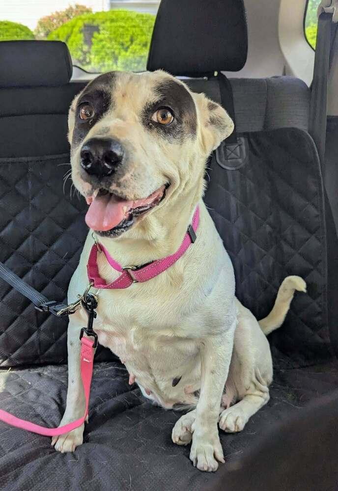Enlarge Marmee, a Adoptable mixed breed in Norfolk, MA image 2/5