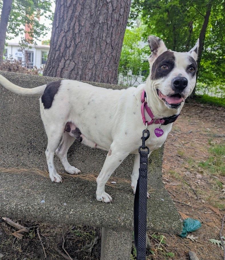 Marmee, a Adoptable mixed breed in Norfolk, MA image 5/6