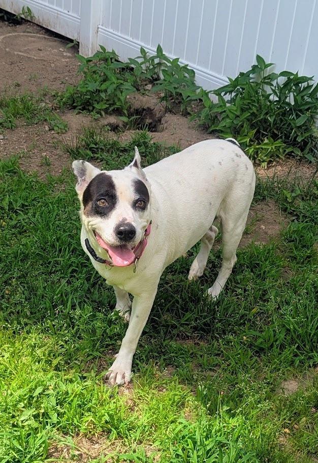 Enlarge Marmee, a Adoptable mixed breed in Norfolk, MA image 4/5