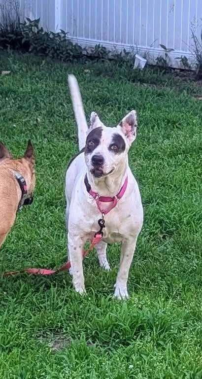 Enlarge Marmee, a Adoptable mixed breed in Norfolk, MA image 5/5