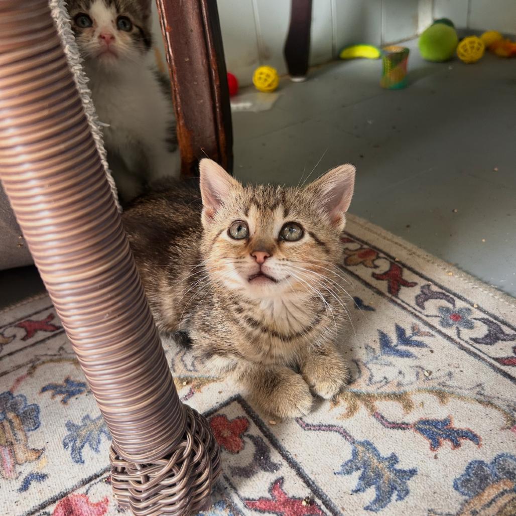 Pompeii, Adoptable, Kitten Female Domestic Medium Hair.