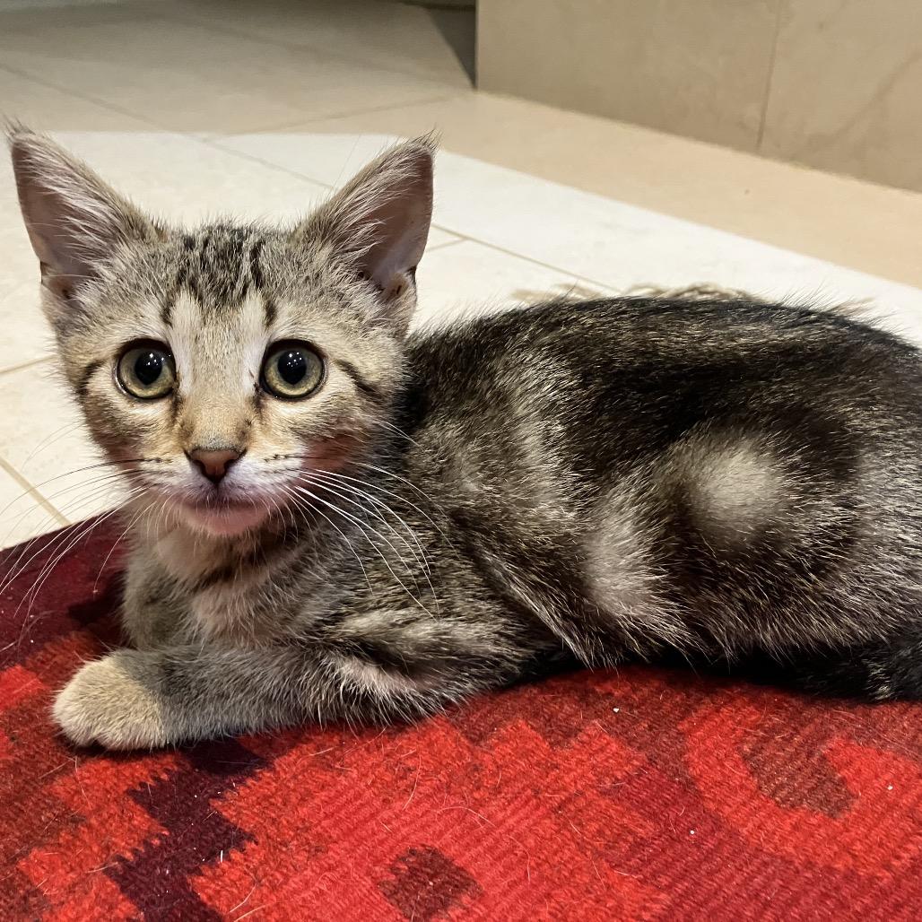 Enlarge Pompeii, a Adoptable Domestic Medium Hair in Ferndale, MI image 2/6