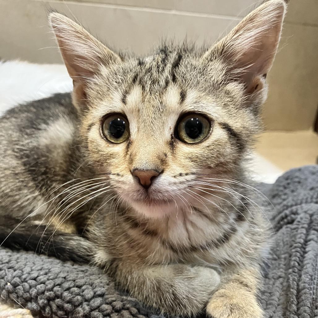 Enlarge Pompeii, a Adoptable Domestic Medium Hair in Ferndale, MI image 3/6