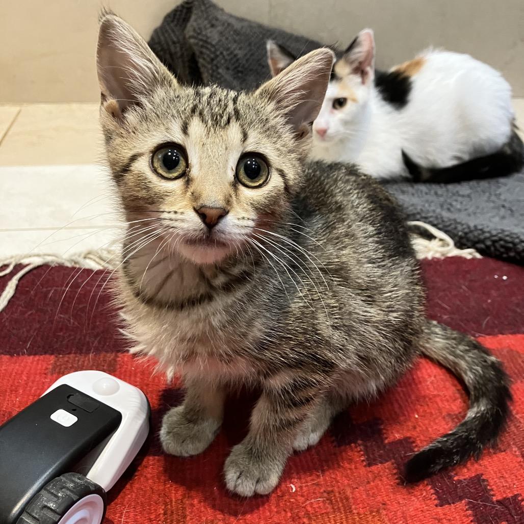 Enlarge Pompeii, a Adoptable Domestic Medium Hair in Ferndale, MI image 4/6