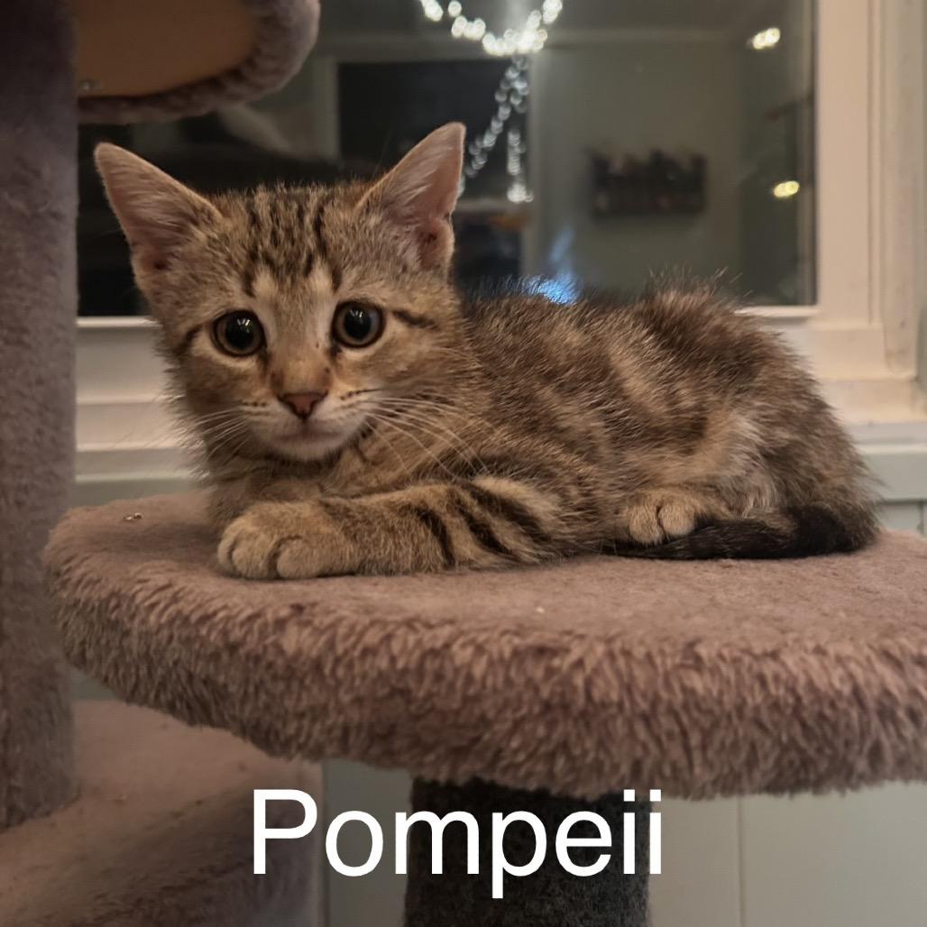 Enlarge Pompeii, a Adoptable Domestic Medium Hair in Ferndale, MI image 5/6