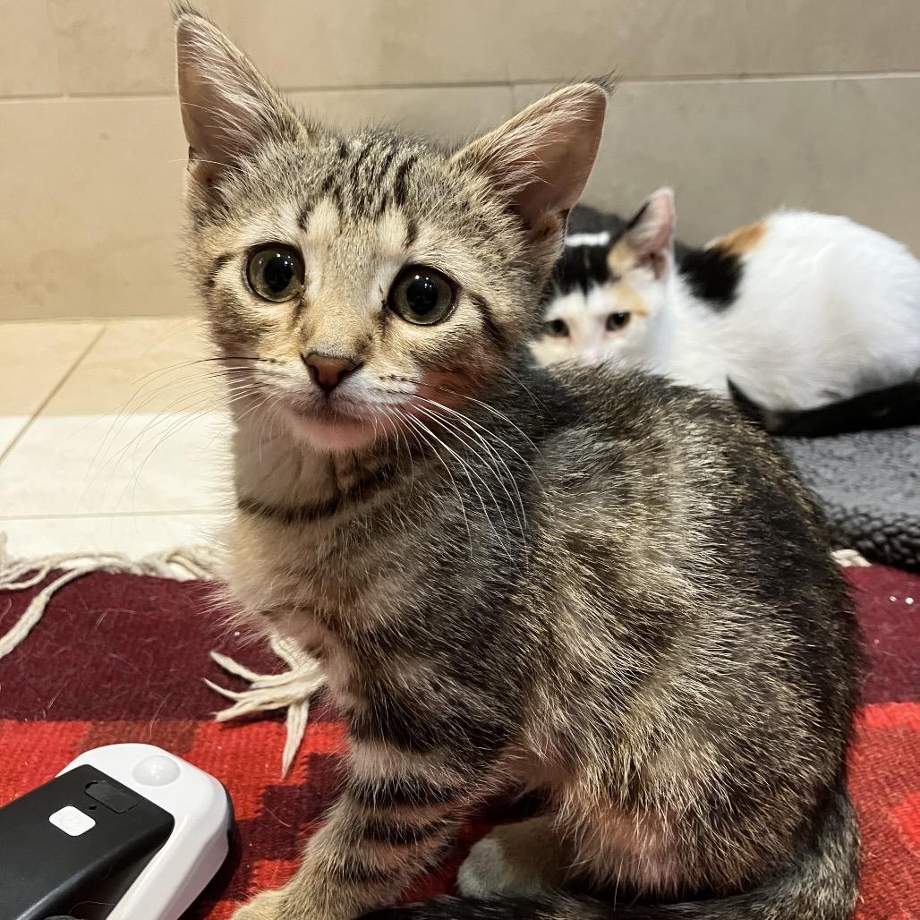Enlarge Pompeii, a Adoptable Domestic Medium Hair in Ferndale, MI image 6/6
