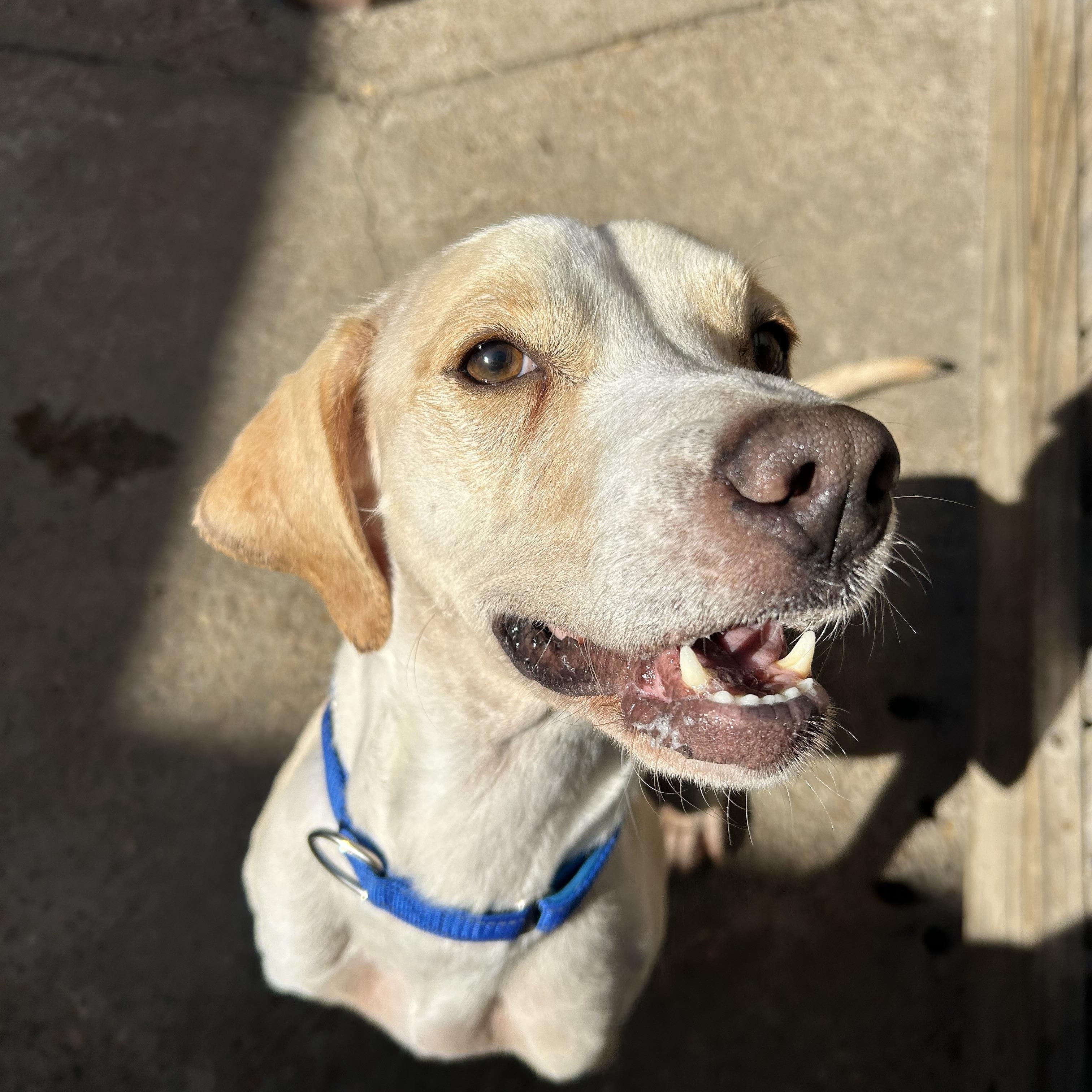 Enlarge Nikki, a Adoptable mixed breed in Pelham, NH image 5/5