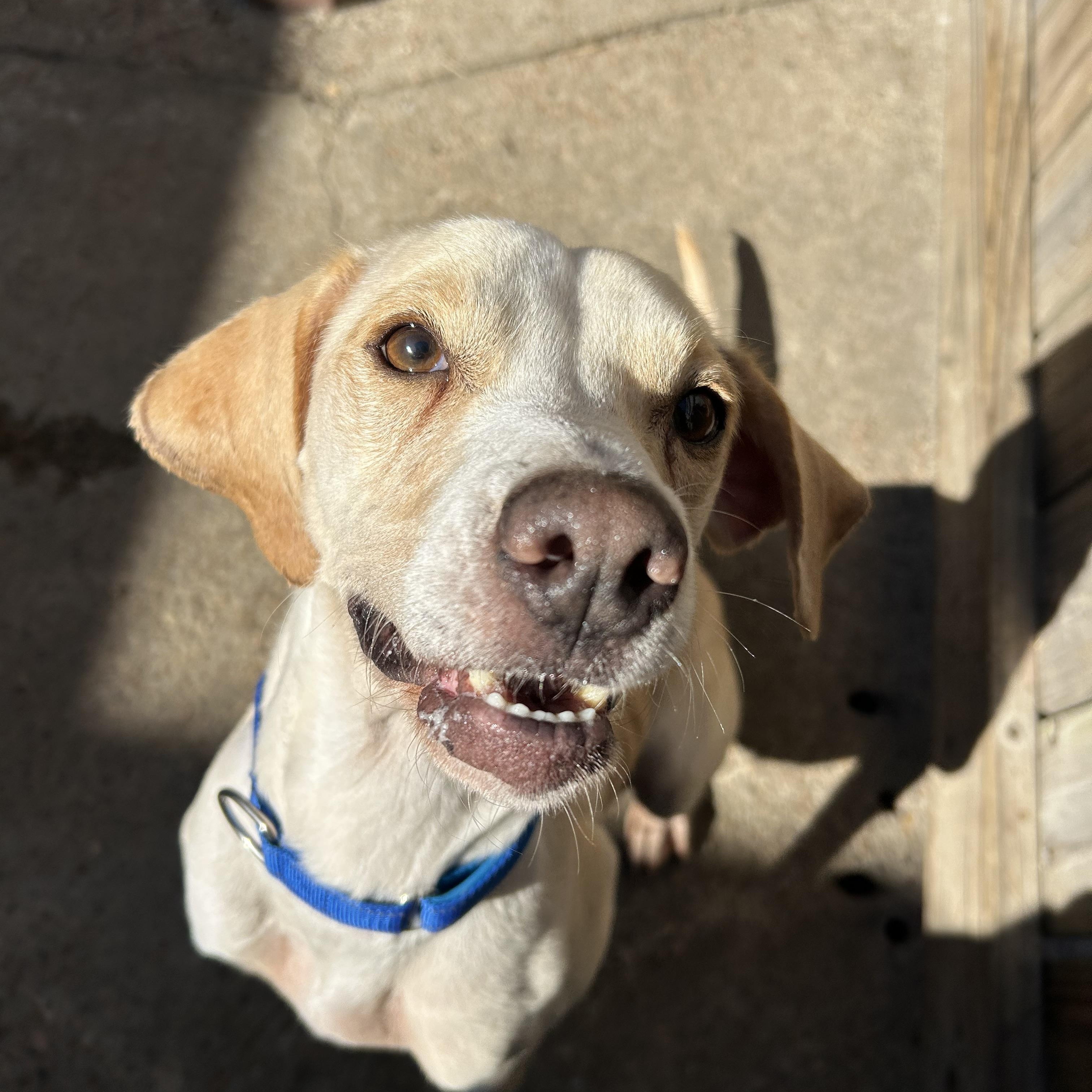 Enlarge Nikki, a Adoptable mixed breed in Pelham, NH image 2/5