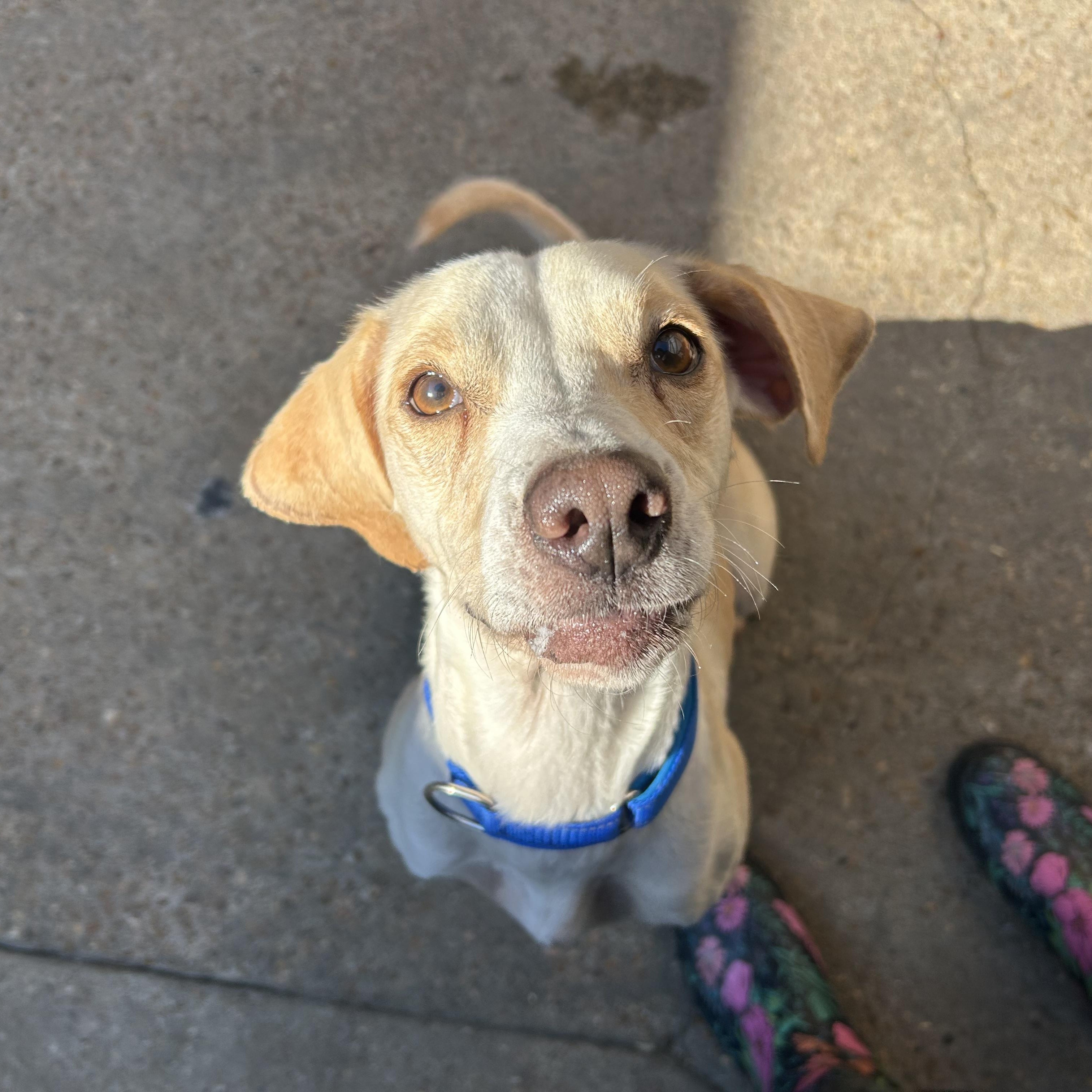 Nikki, Adoptable, Adult Female Beagle.