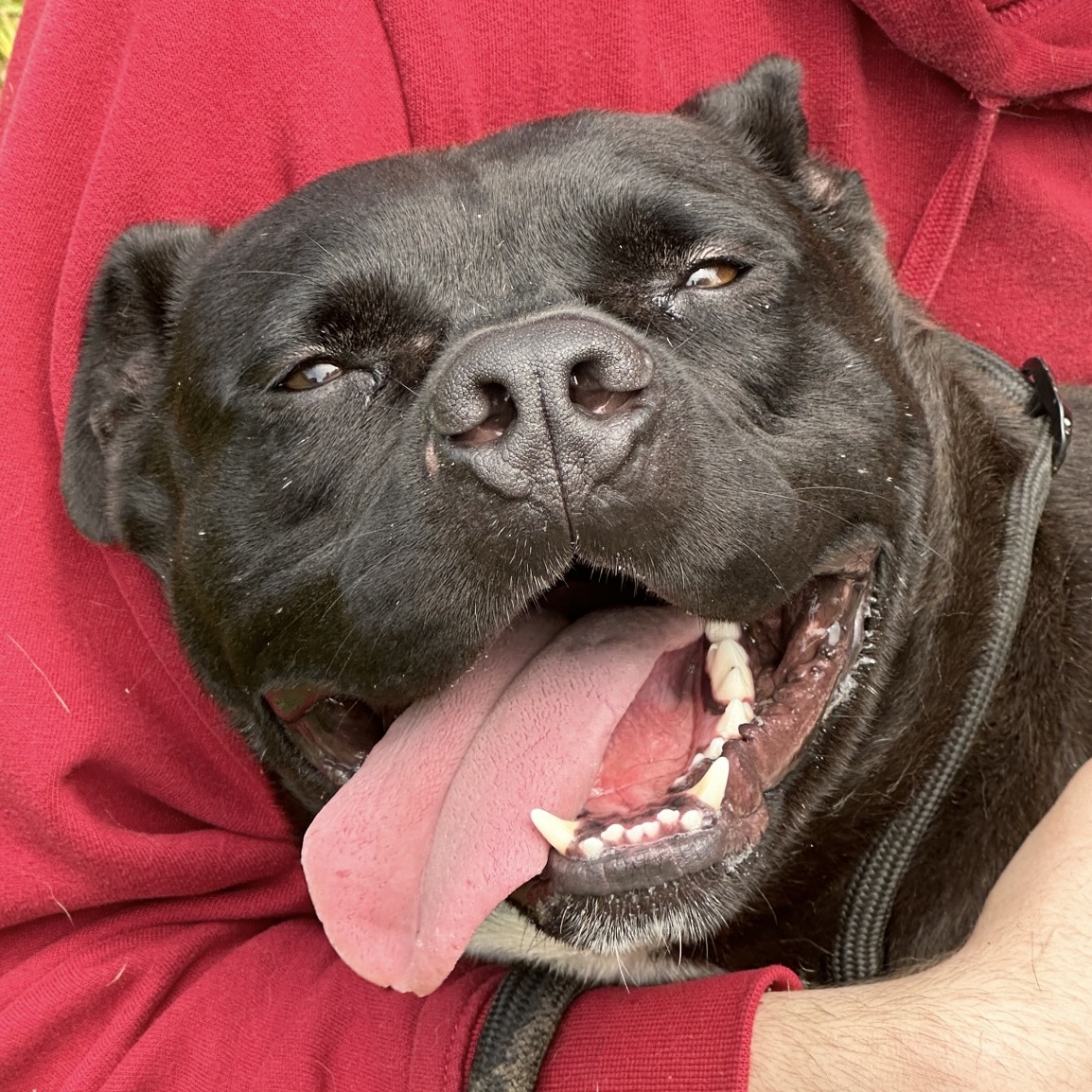 Bear, a Adoptable mixed breed in Heber Springs, AR image 6/6