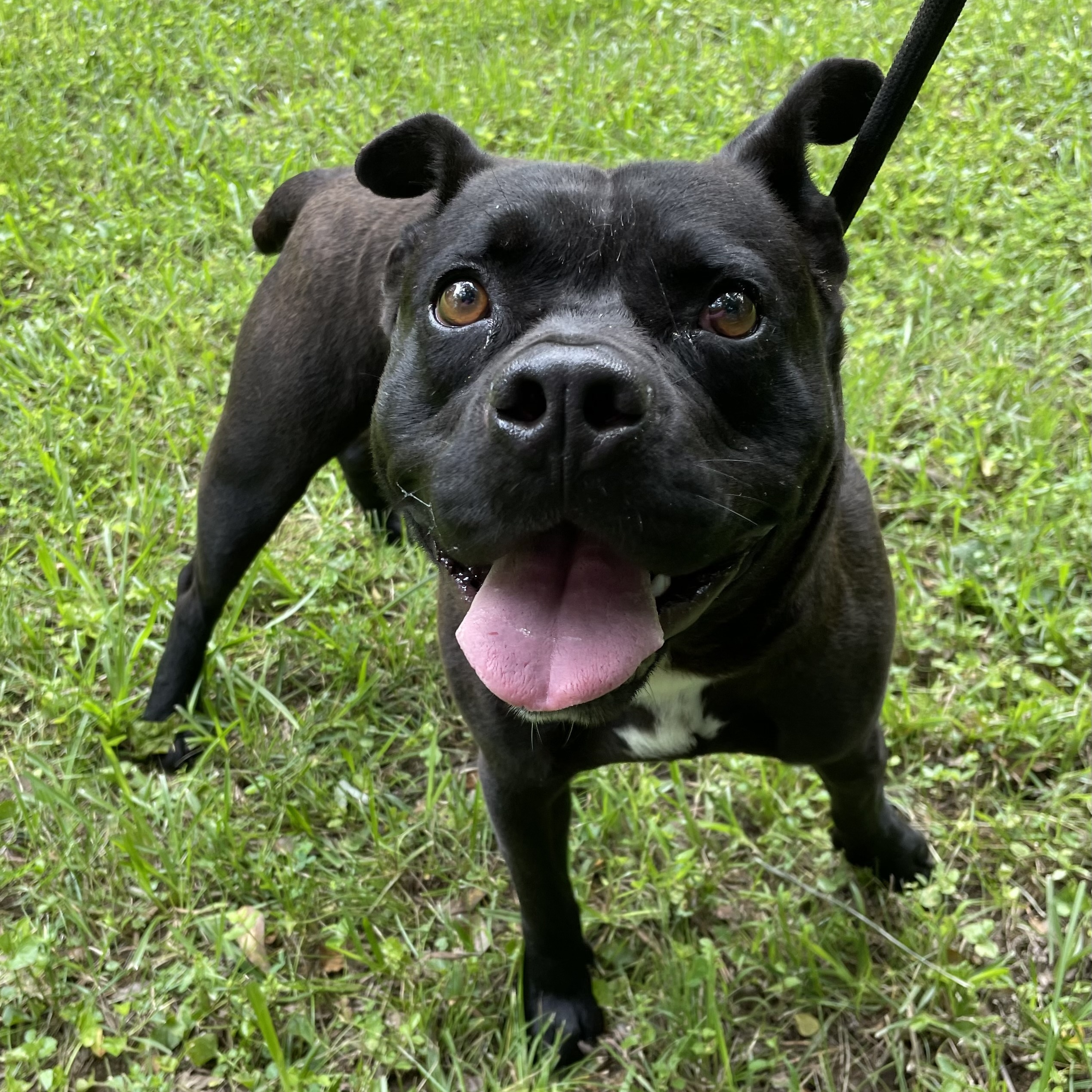 Bear, a Adoptable mixed breed in Heber Springs, AR image 1/6