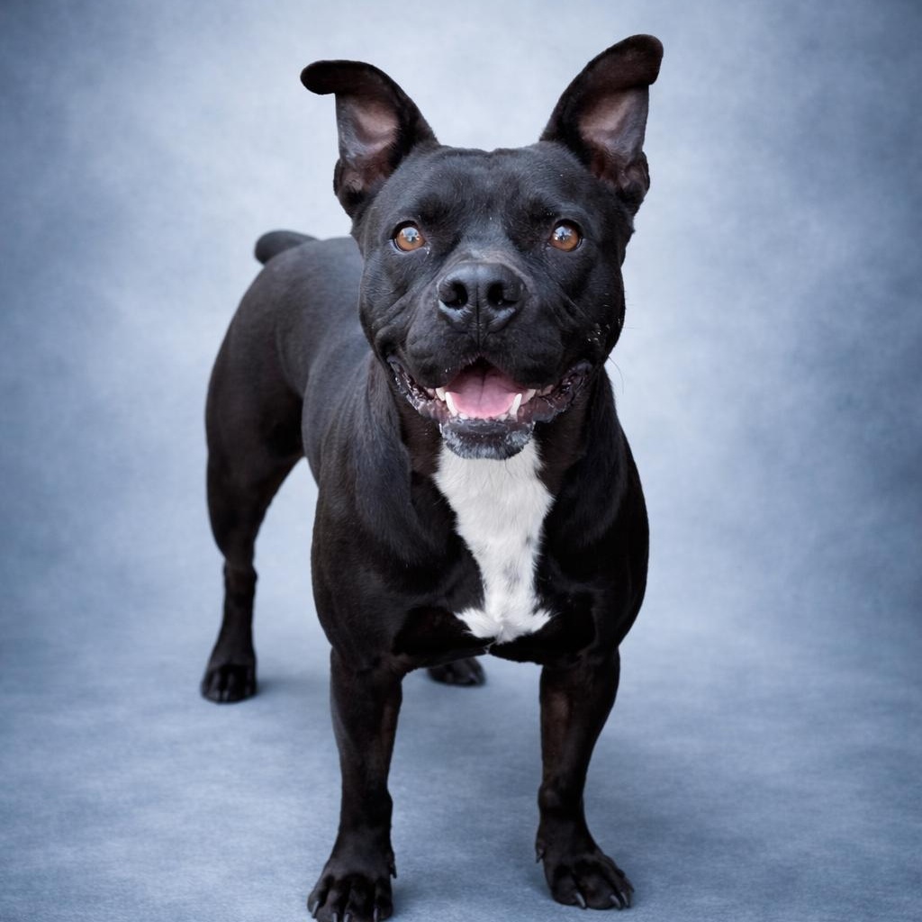 Bear, a Adoptable mixed breed in Heber Springs, AR image 1/5