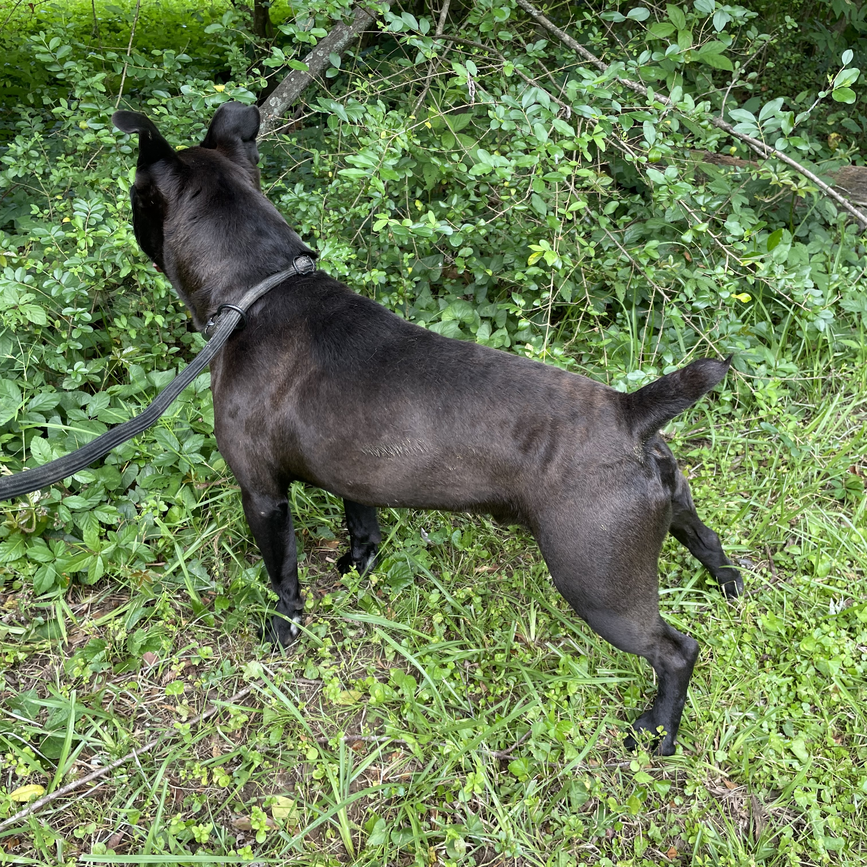 Bear, a Adoptable mixed breed in Heber Springs, AR image 3/6