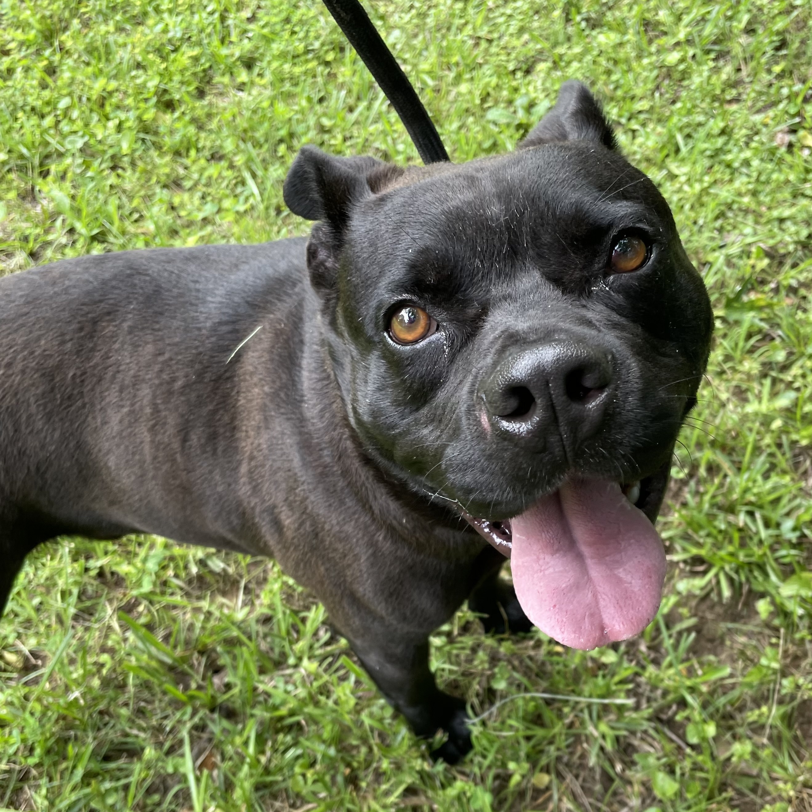 Bear, a Adoptable mixed breed in Heber Springs, AR image 2/6