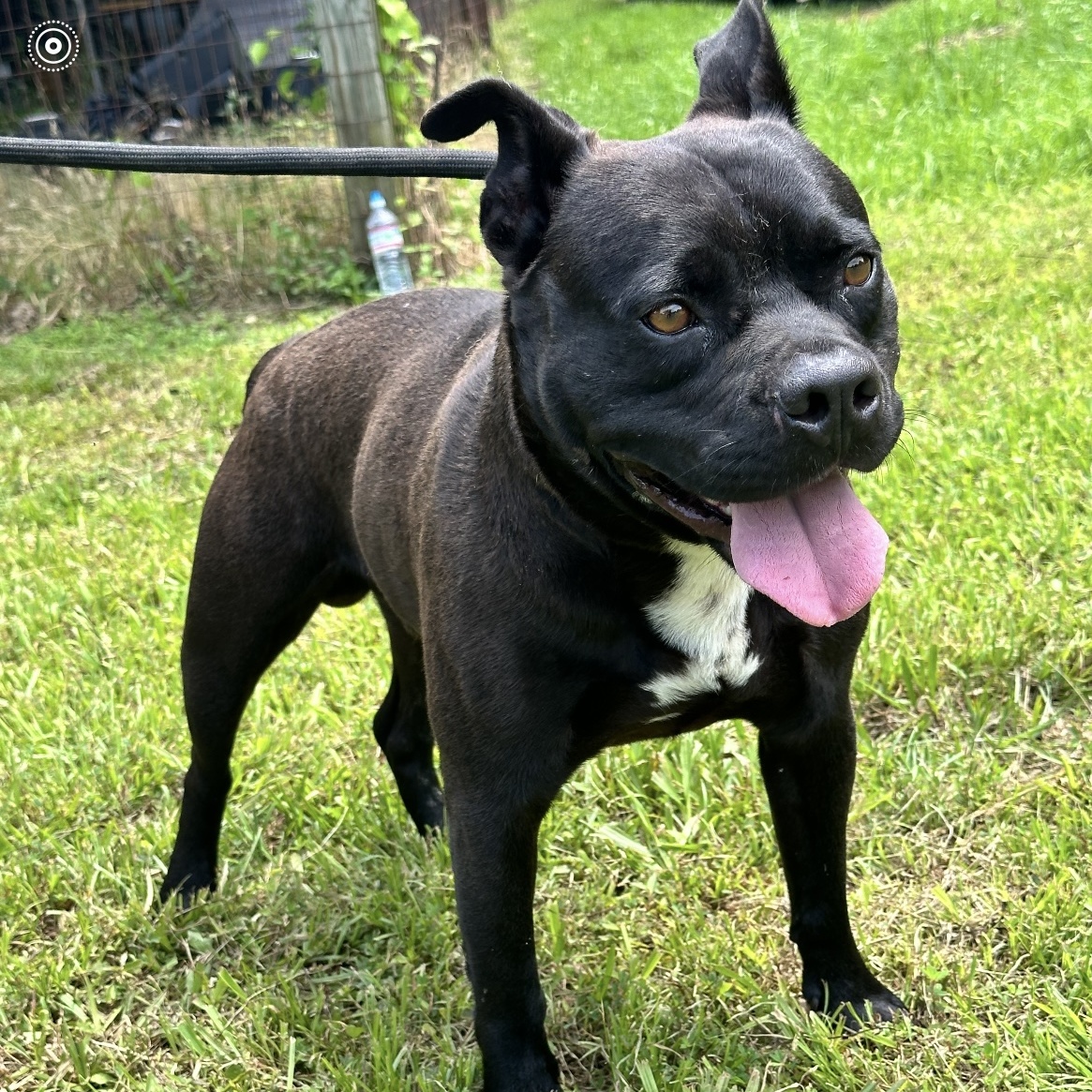 Bear, a Adoptable mixed breed in Heber Springs, AR image 4/6
