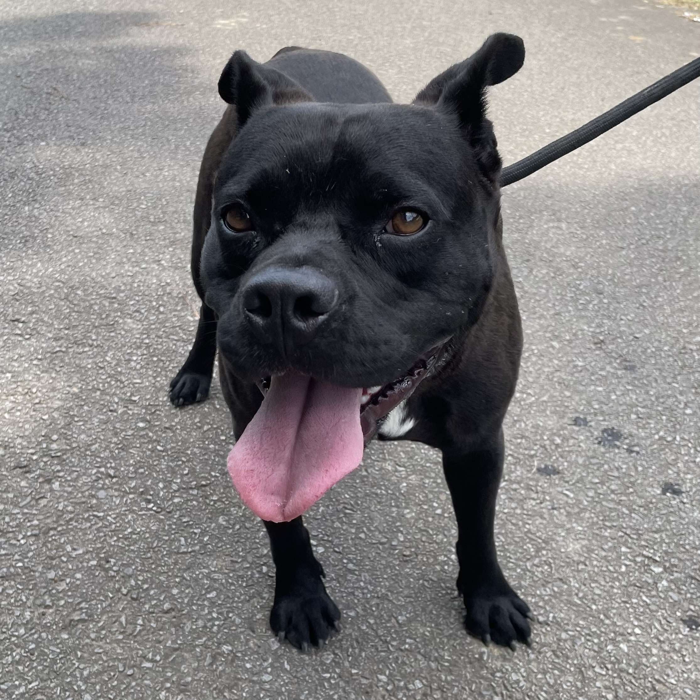 Bear, a Adoptable mixed breed in Heber Springs, AR image 5/6