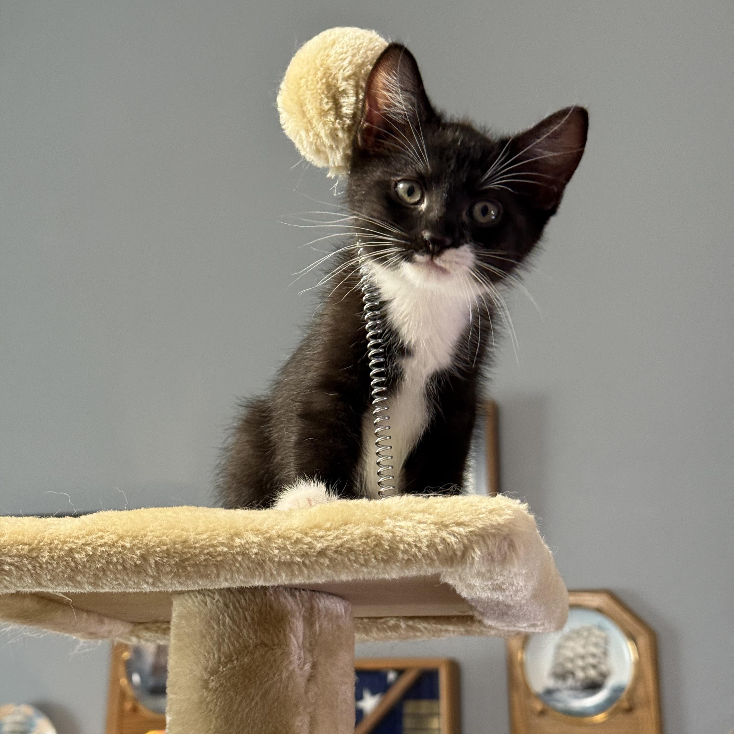 Vince, Adopted, Young Male Domestic Short Hair.