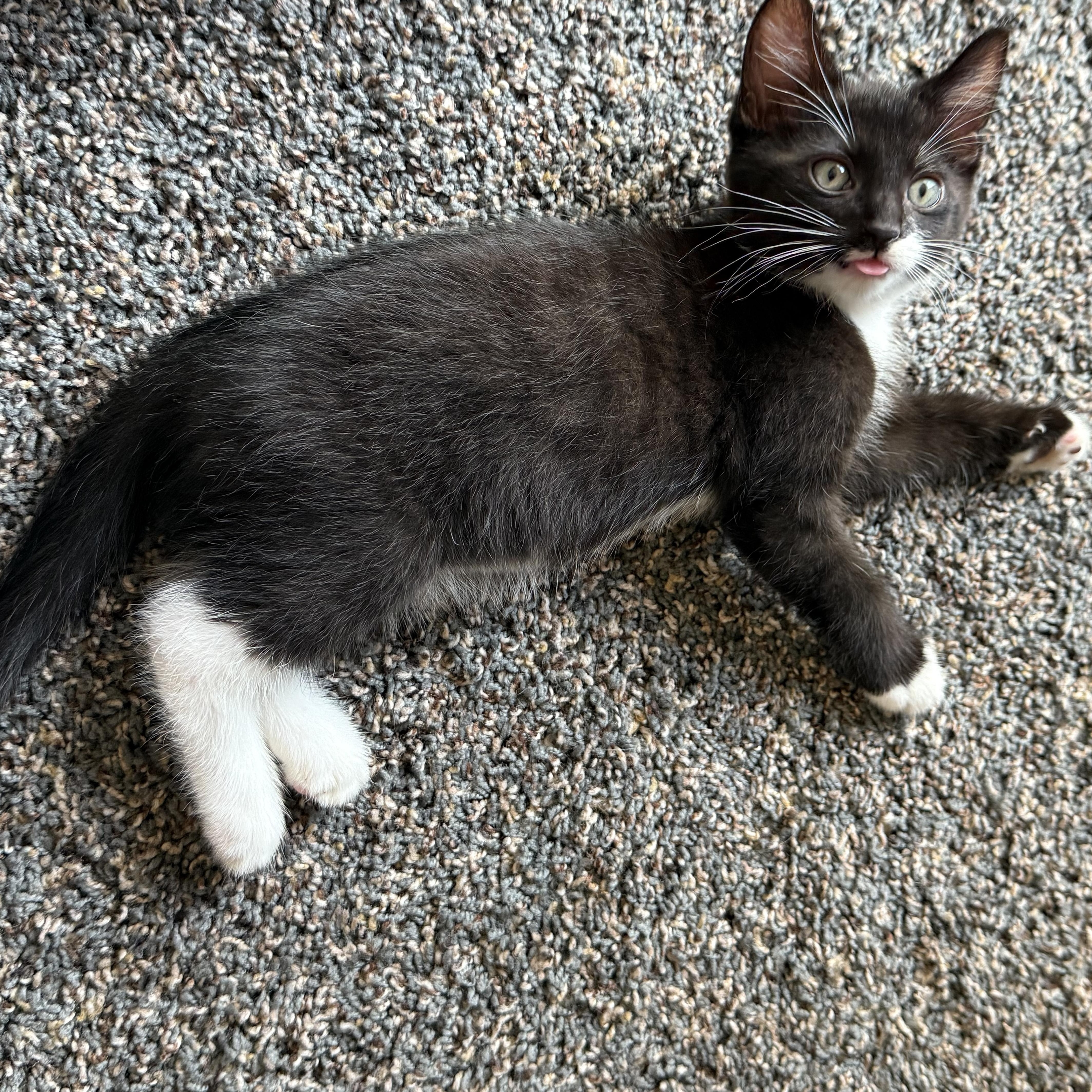 Enlarge Vince, a Adopted mixed breed in Tipton, IA image 2/4