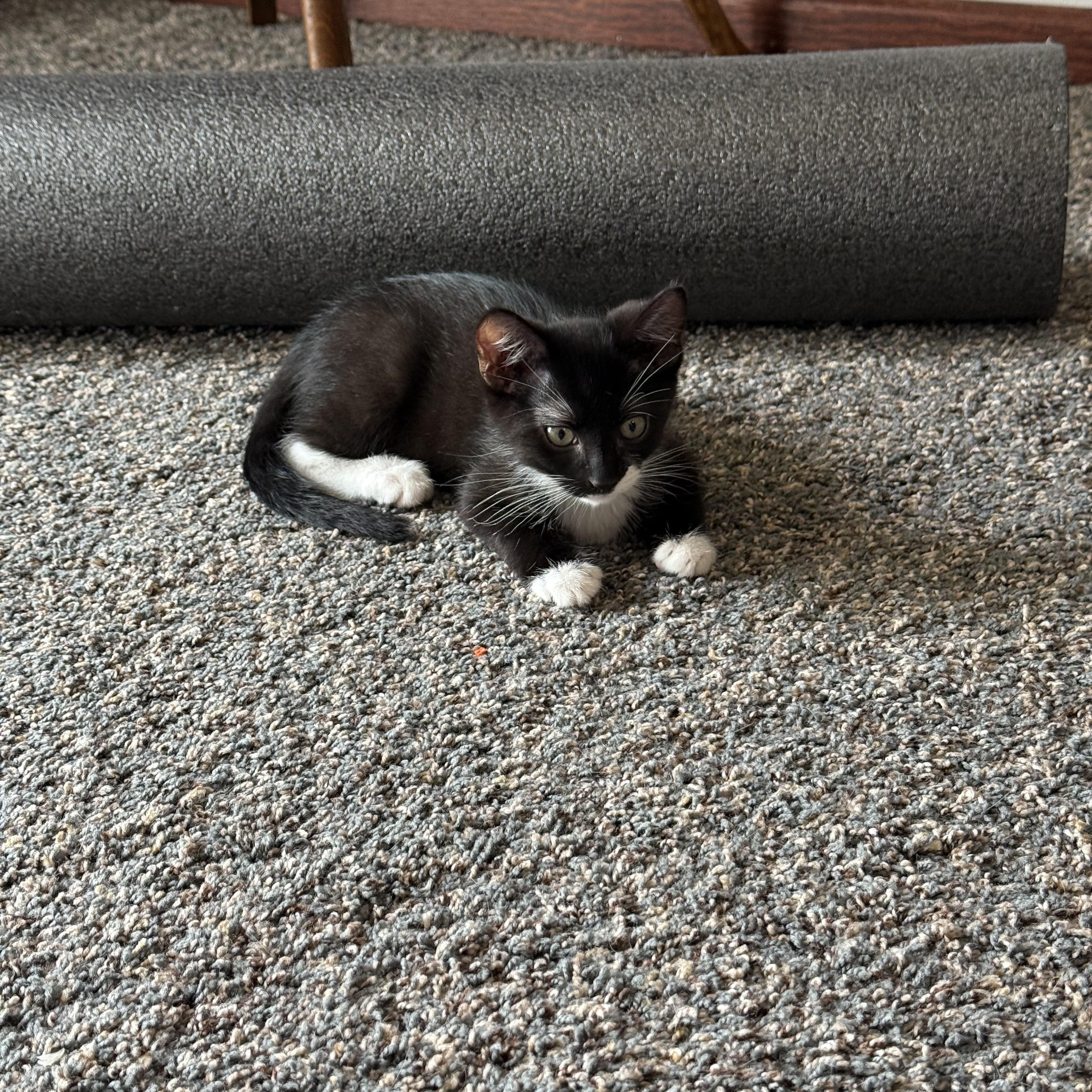 Enlarge Vince, a Adopted mixed breed in Tipton, IA image 3/4