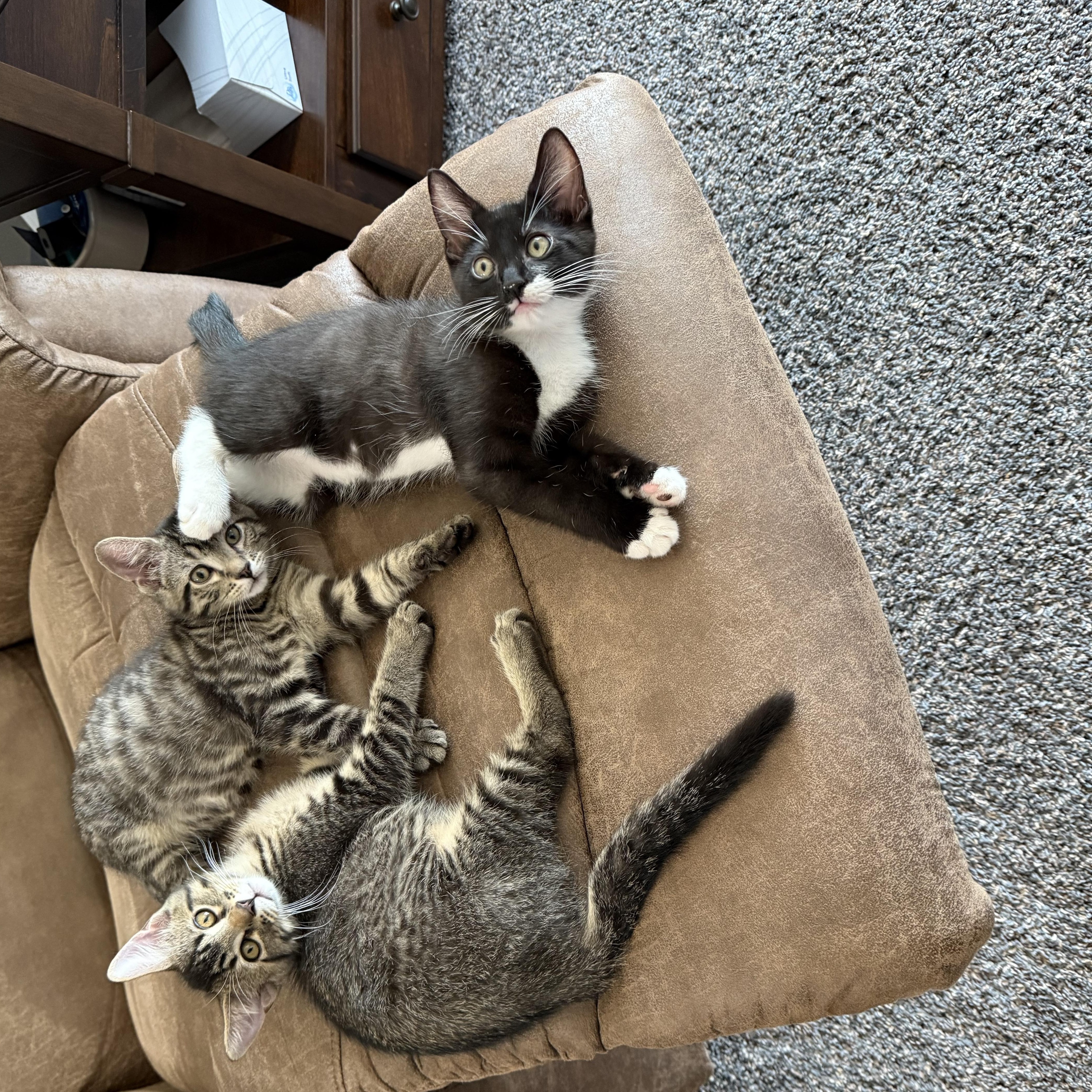 Enlarge Vince, a Adopted mixed breed in Tipton, IA image 4/4