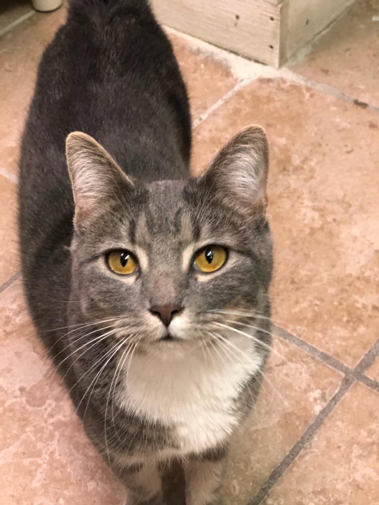 LORI, Adoptable, Adult Female Domestic Short Hair.