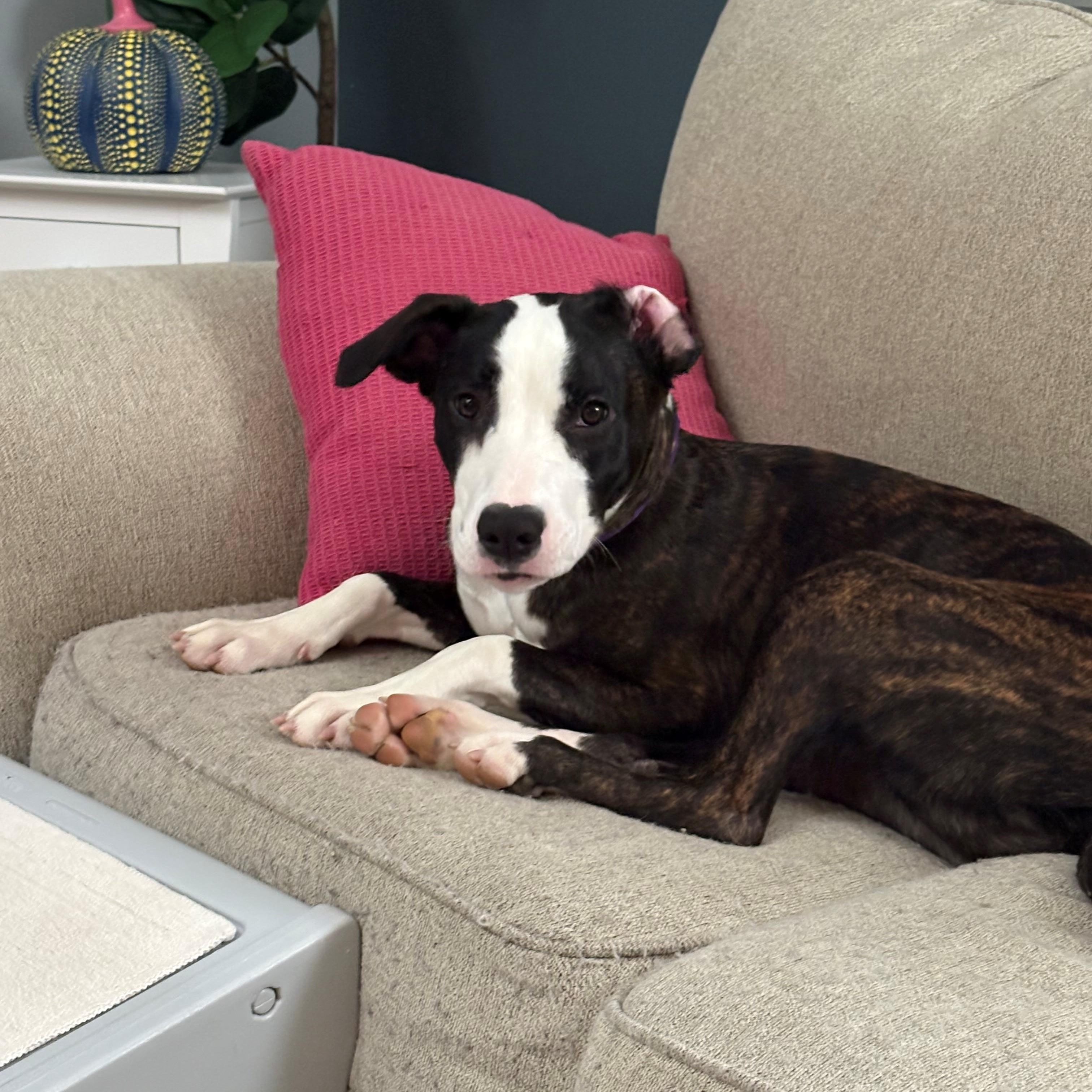 Birdo, a Adoptable mixed breed in Columbus, IN image 1/6