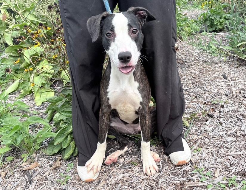 Birdo, a Adoptable mixed breed in Columbus, IN image 2/6