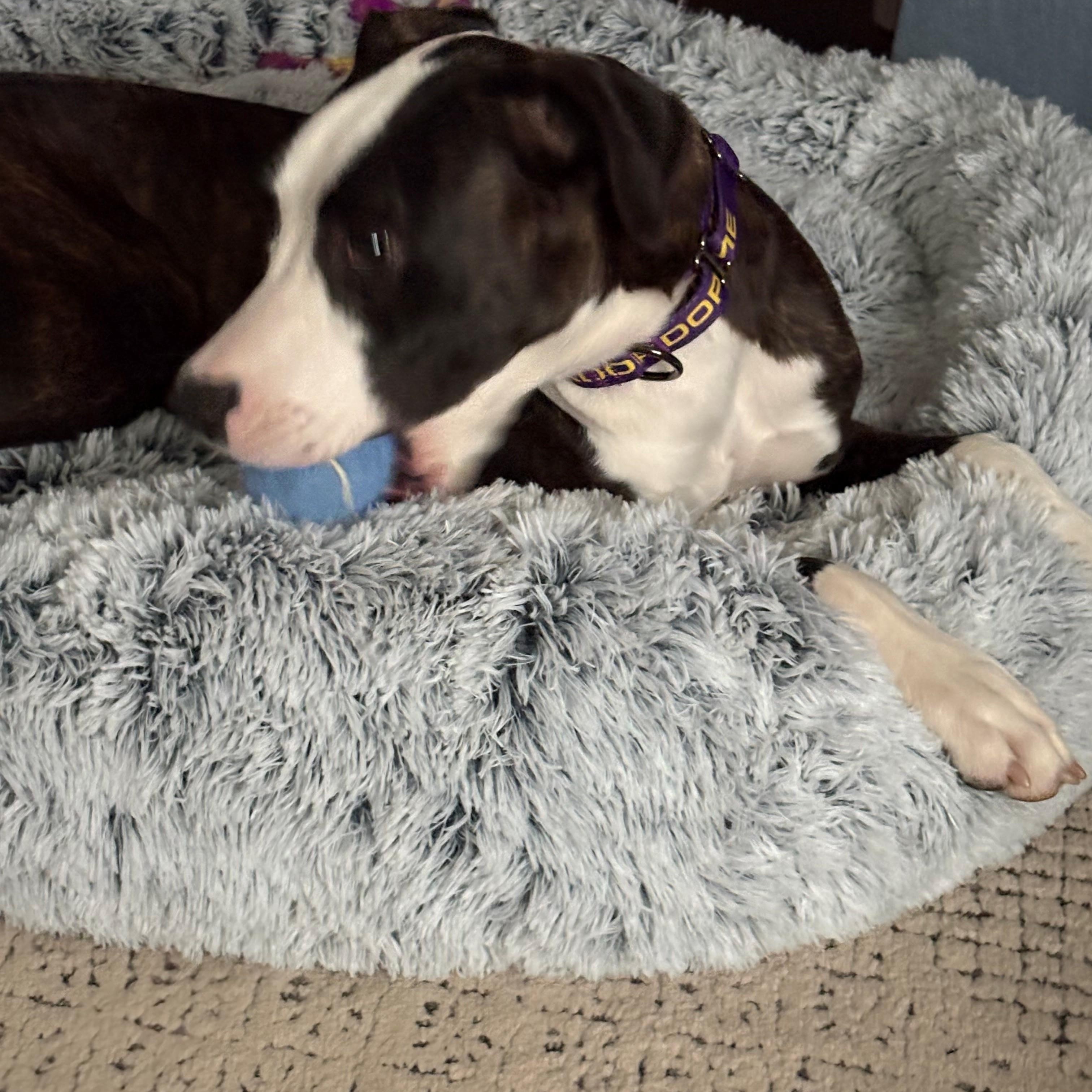 Birdo, a Adoptable mixed breed in Columbus, IN image 3/6