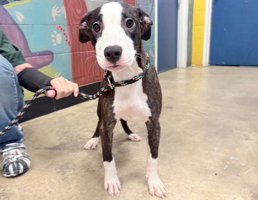Birdo, a Adoptable mixed breed in Columbus, IN image 6/6