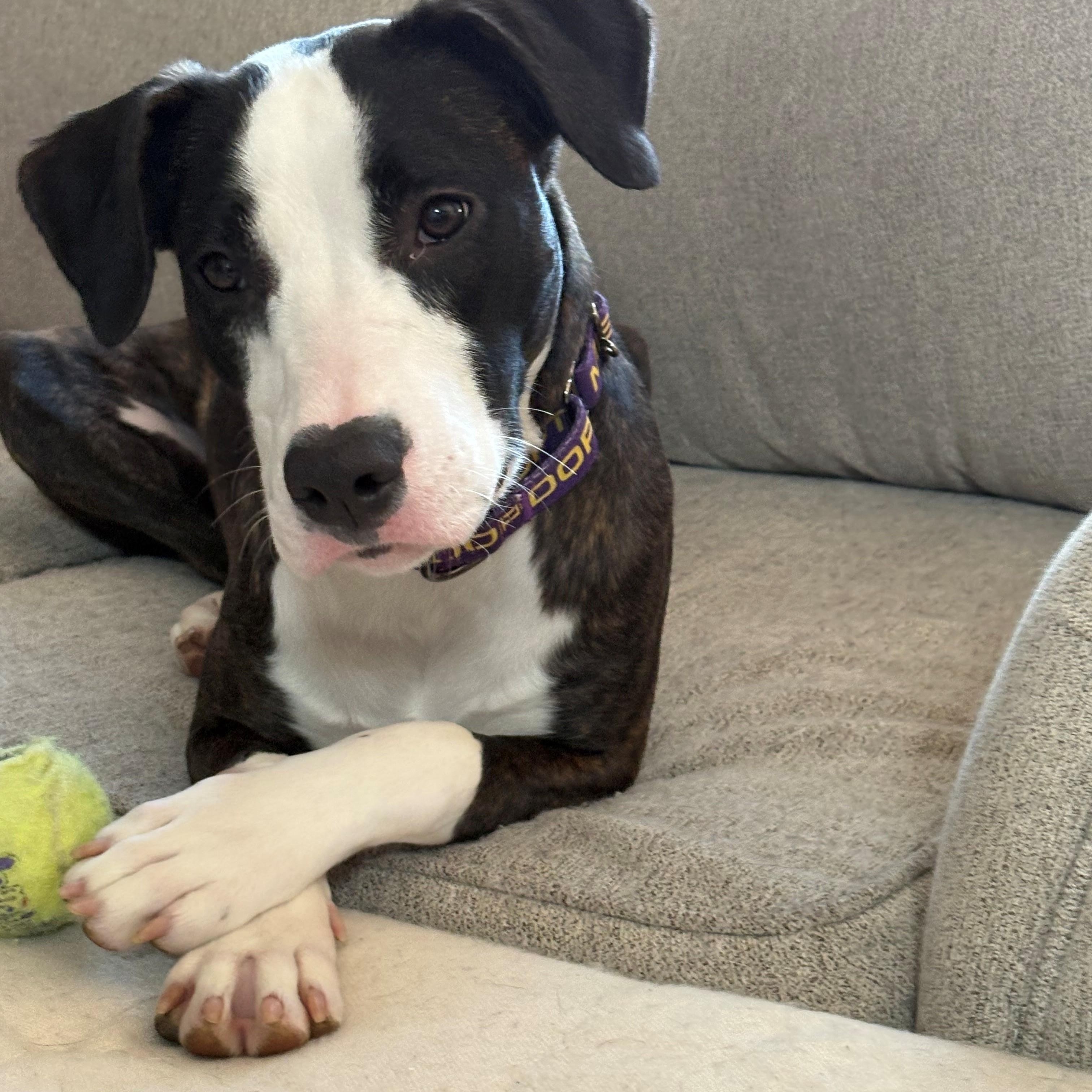 Birdo, a Adoptable mixed breed in Columbus, IN image 4/6