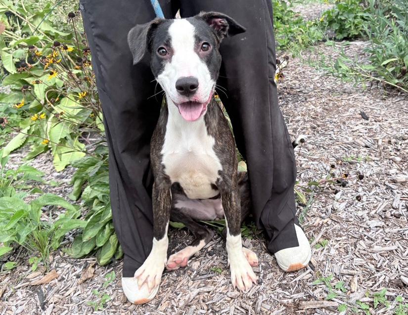 Birdo, a Adoptable mixed breed in Columbus, IN image 5/6