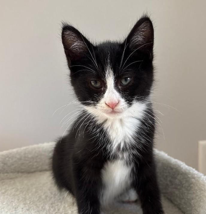 Enlarge Mr. Big ADOPTED, a Adoptable Domestic Short Hair in Rochester, NY image 1/1