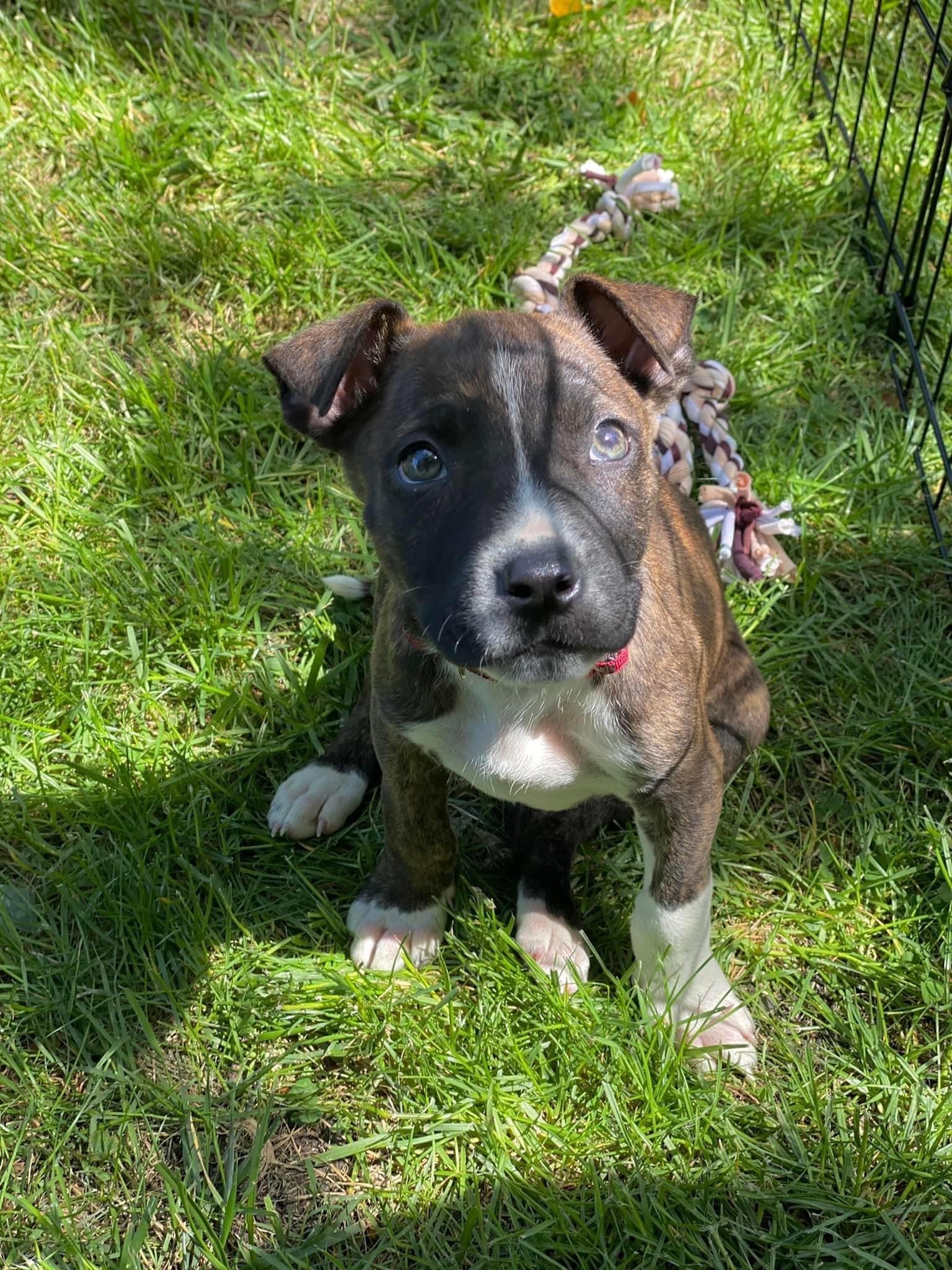 Bimmer, Adopted, Adult Male Pit Bull Terrier.