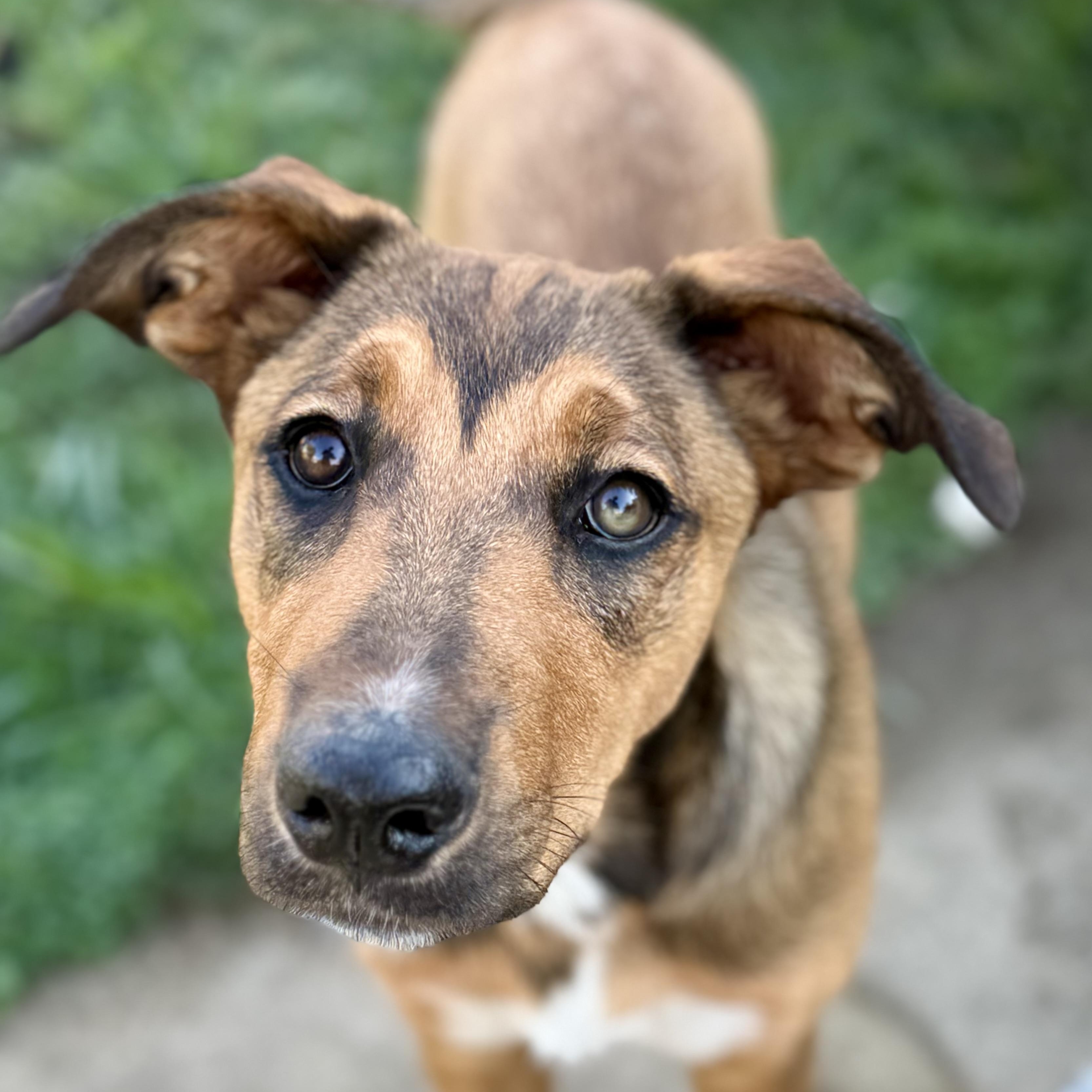 Enlarge Hattie, an adopted mixed breed in Glenolden, PA image 5/6