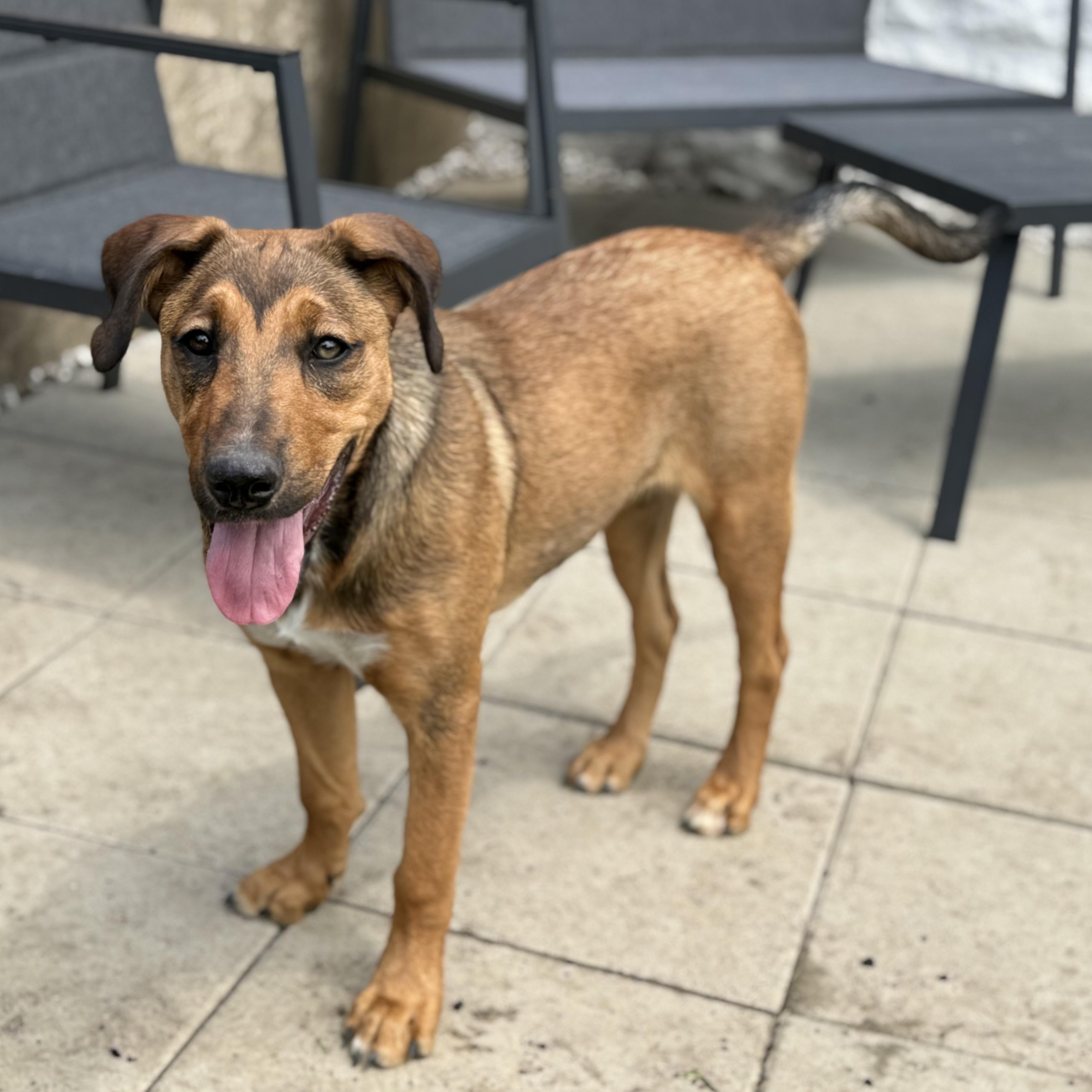 Enlarge Hattie, an adopted mixed breed in Glenolden, PA image 4/6