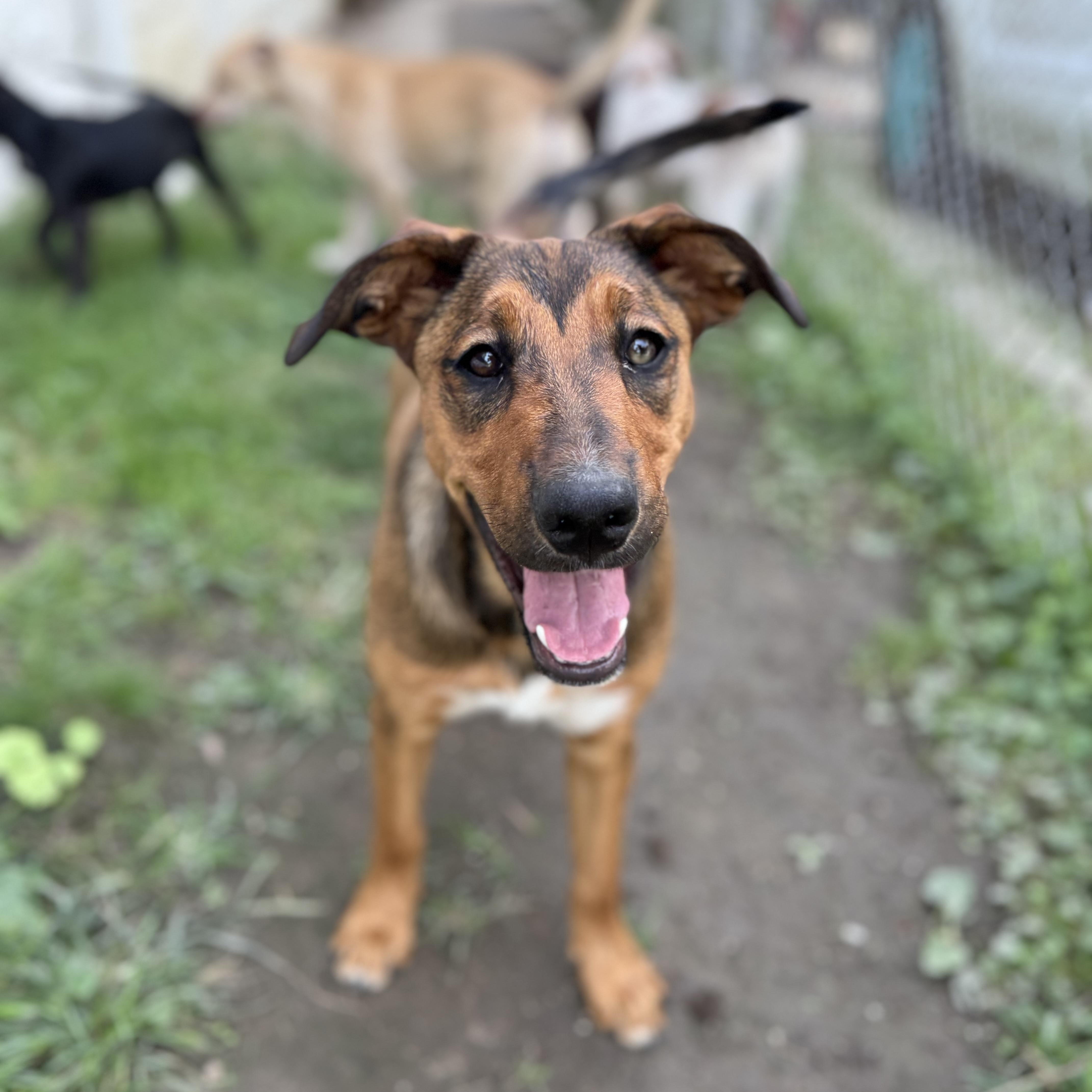 Enlarge Hattie, an adopted mixed breed in Glenolden, PA image 2/6