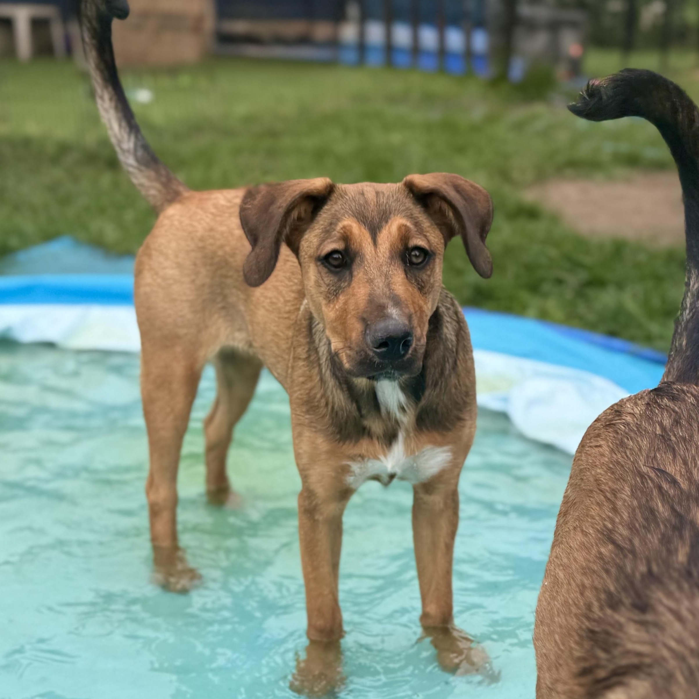 Enlarge Hattie, an adopted mixed breed in Glenolden, PA image 6/6