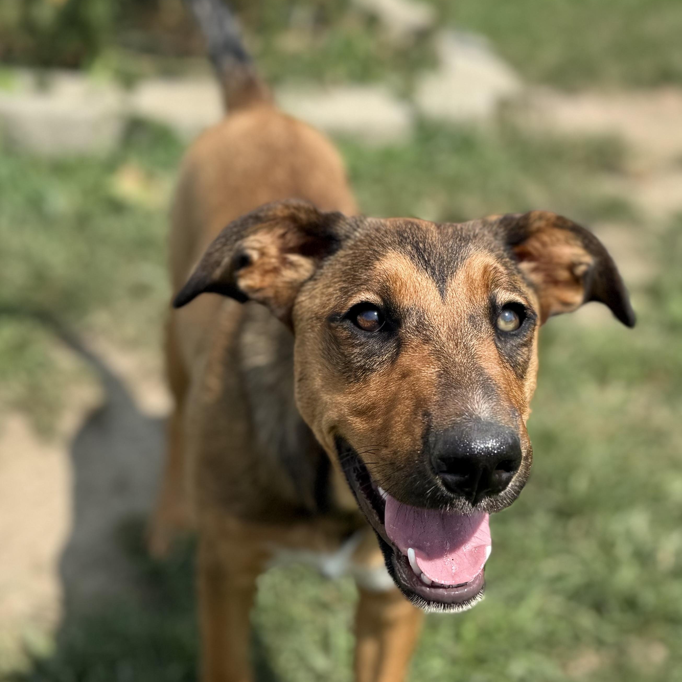 Enlarge Hattie, an adopted mixed breed in Glenolden, PA image 1/6