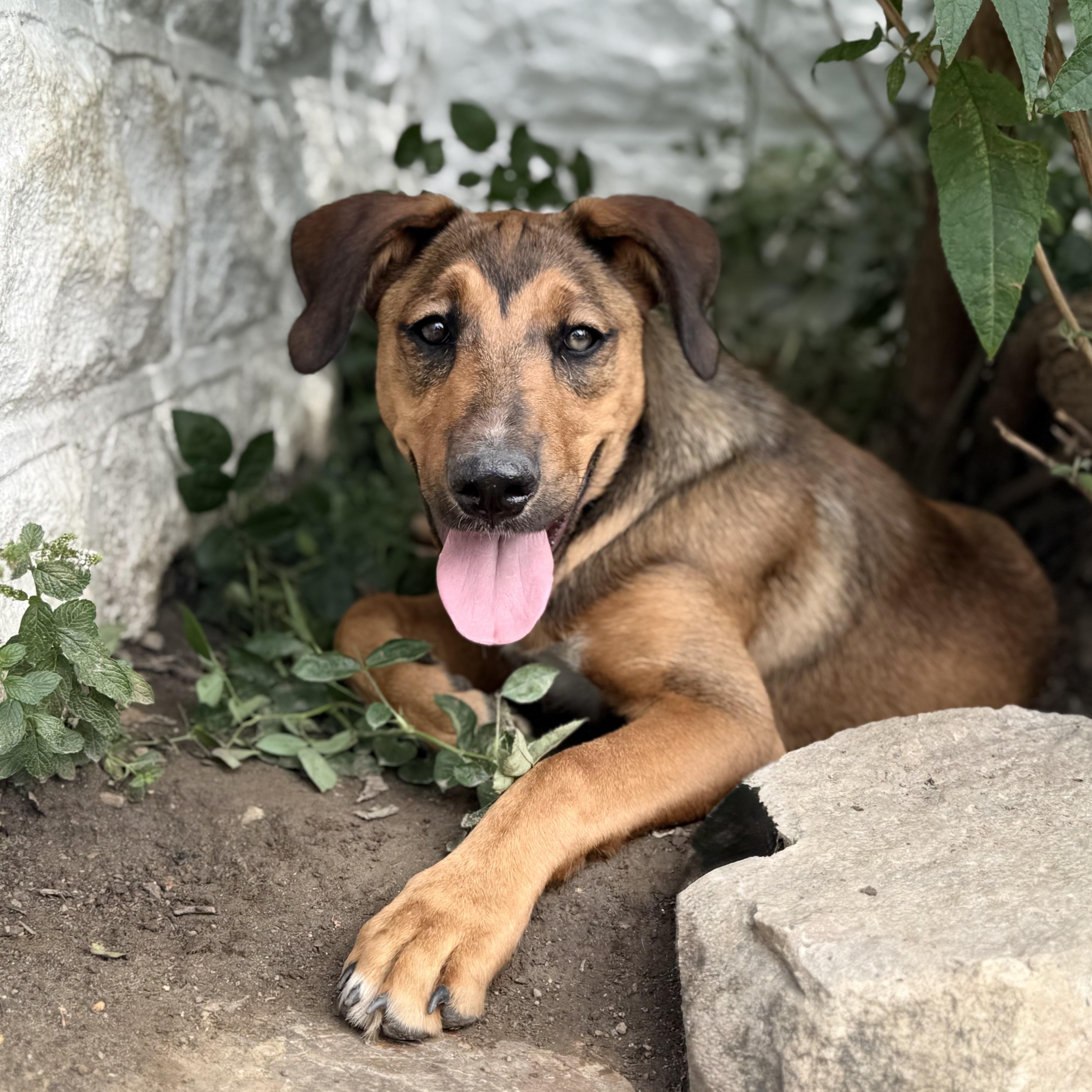 Enlarge Hattie, an adopted mixed breed in Glenolden, PA image 3/6