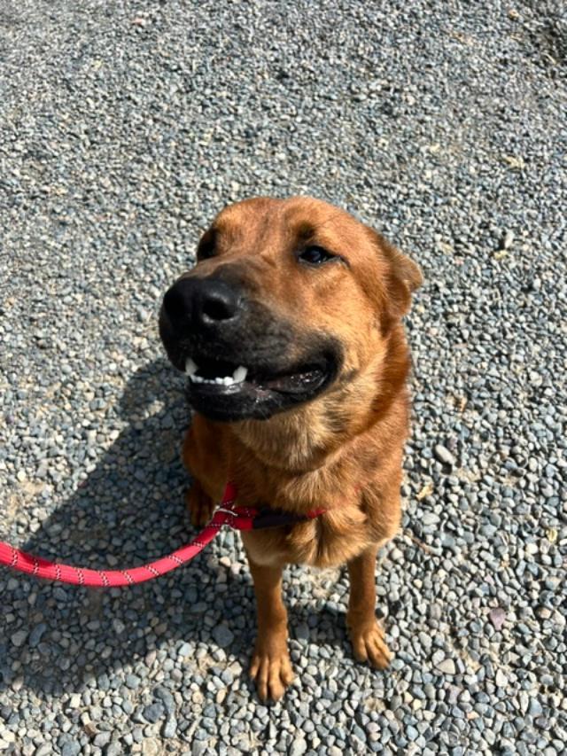 Todd A225569, ADOPTABLE, Young Male Chow Chow.