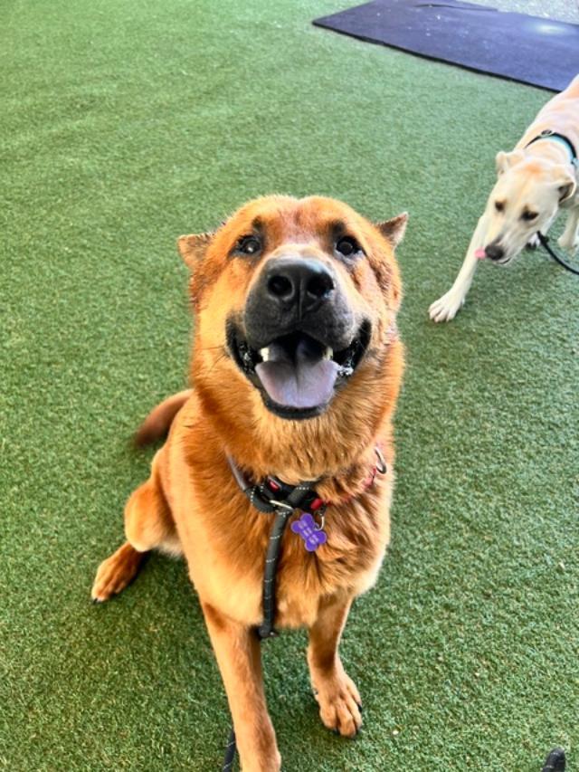Todd A225569, a ADOPTABLE mixed breed in Sacramento, CA image 1/4