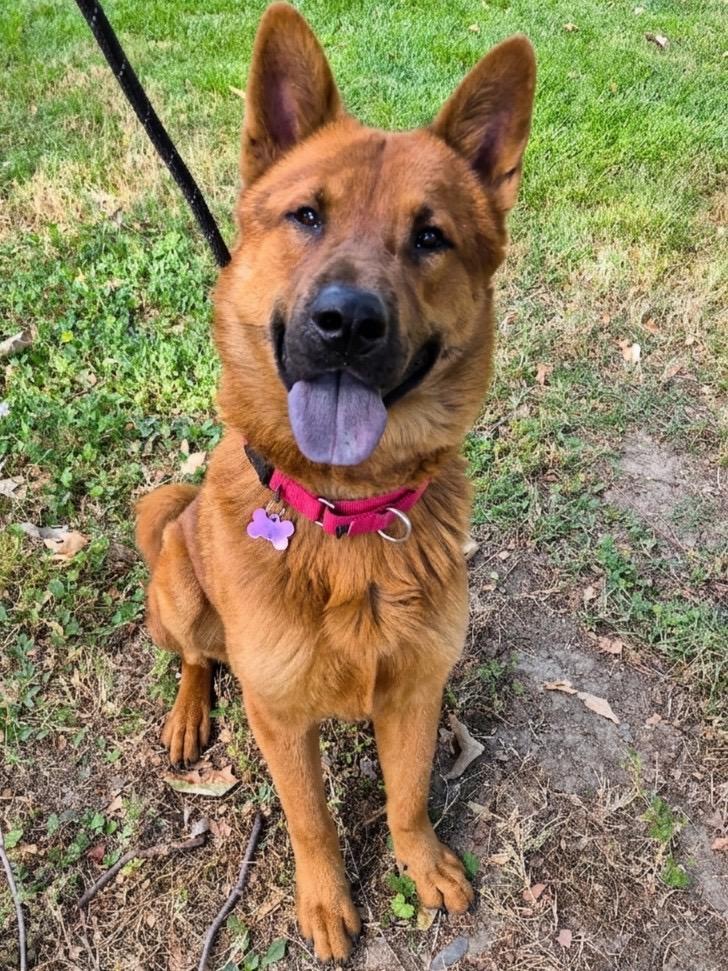 Todd A225569, a ADOPTABLE mixed breed in Sacramento, CA image 3/4