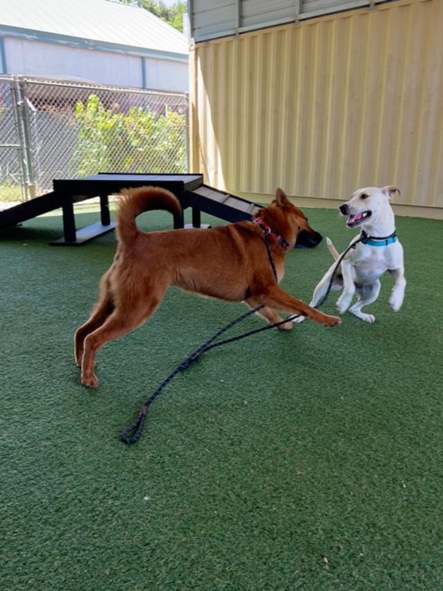 Todd A225569, a ADOPTABLE mixed breed in Sacramento, CA image 2/4