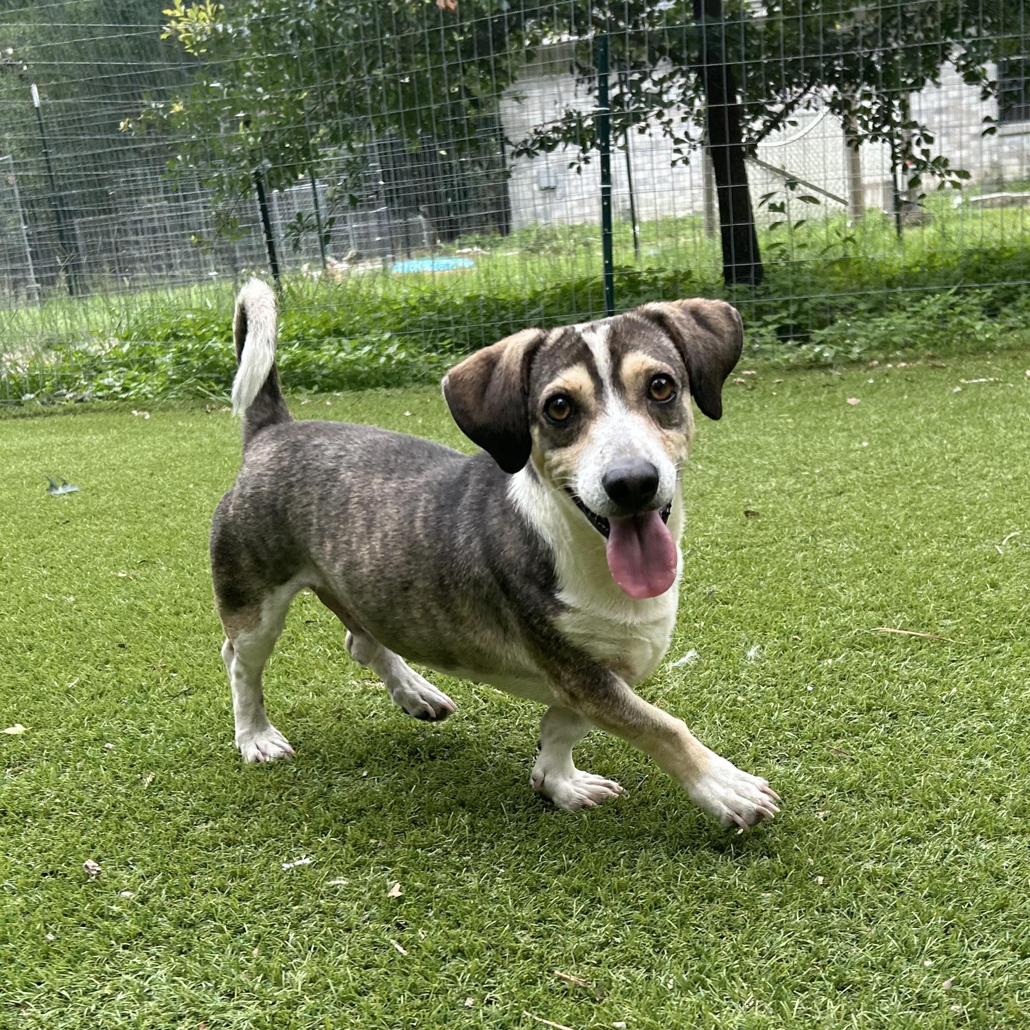 Enlarge Buster, an adopted mixed breed in Magnolia, TX image 5/6