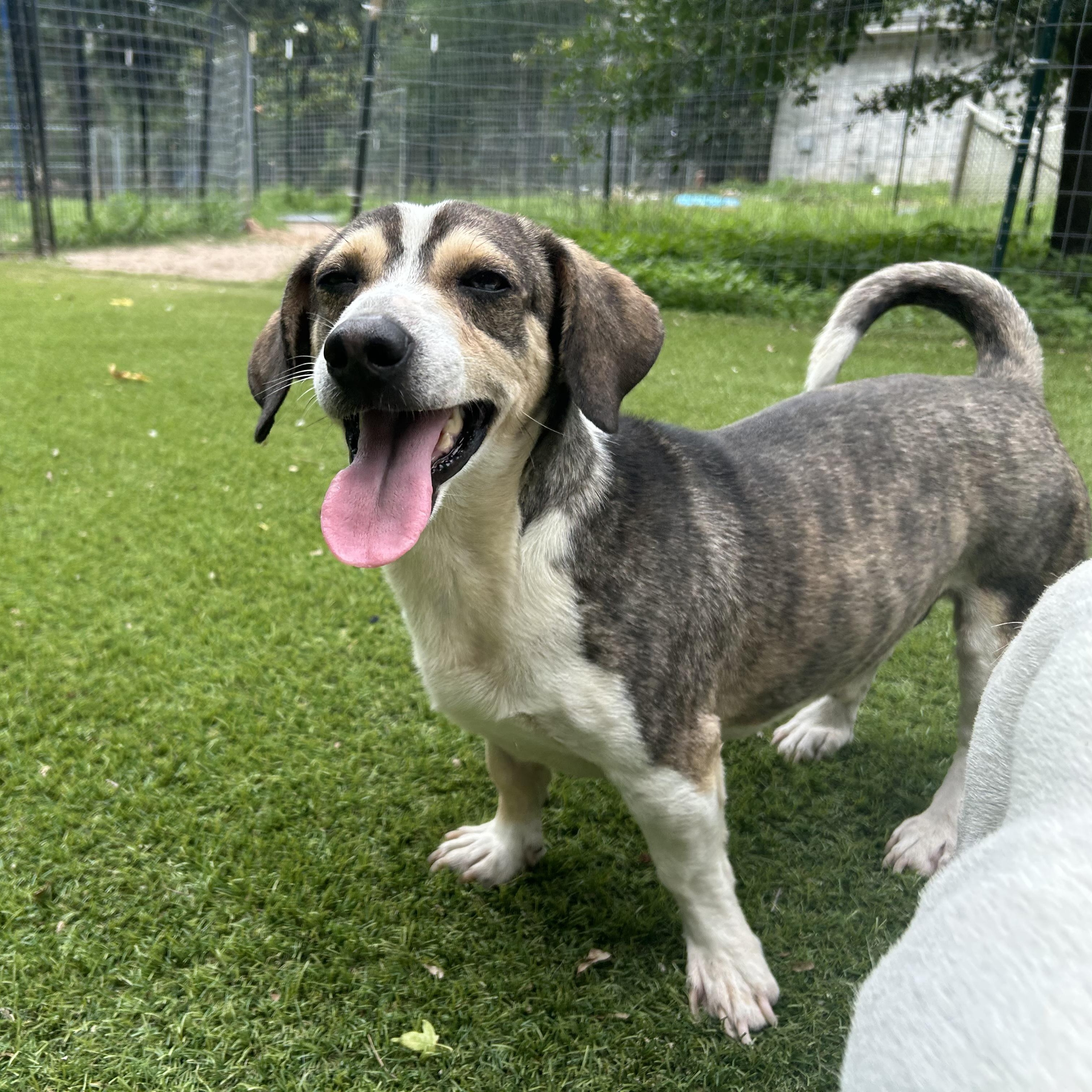 Enlarge Buster, an adopted mixed breed in Magnolia, TX image 4/6
