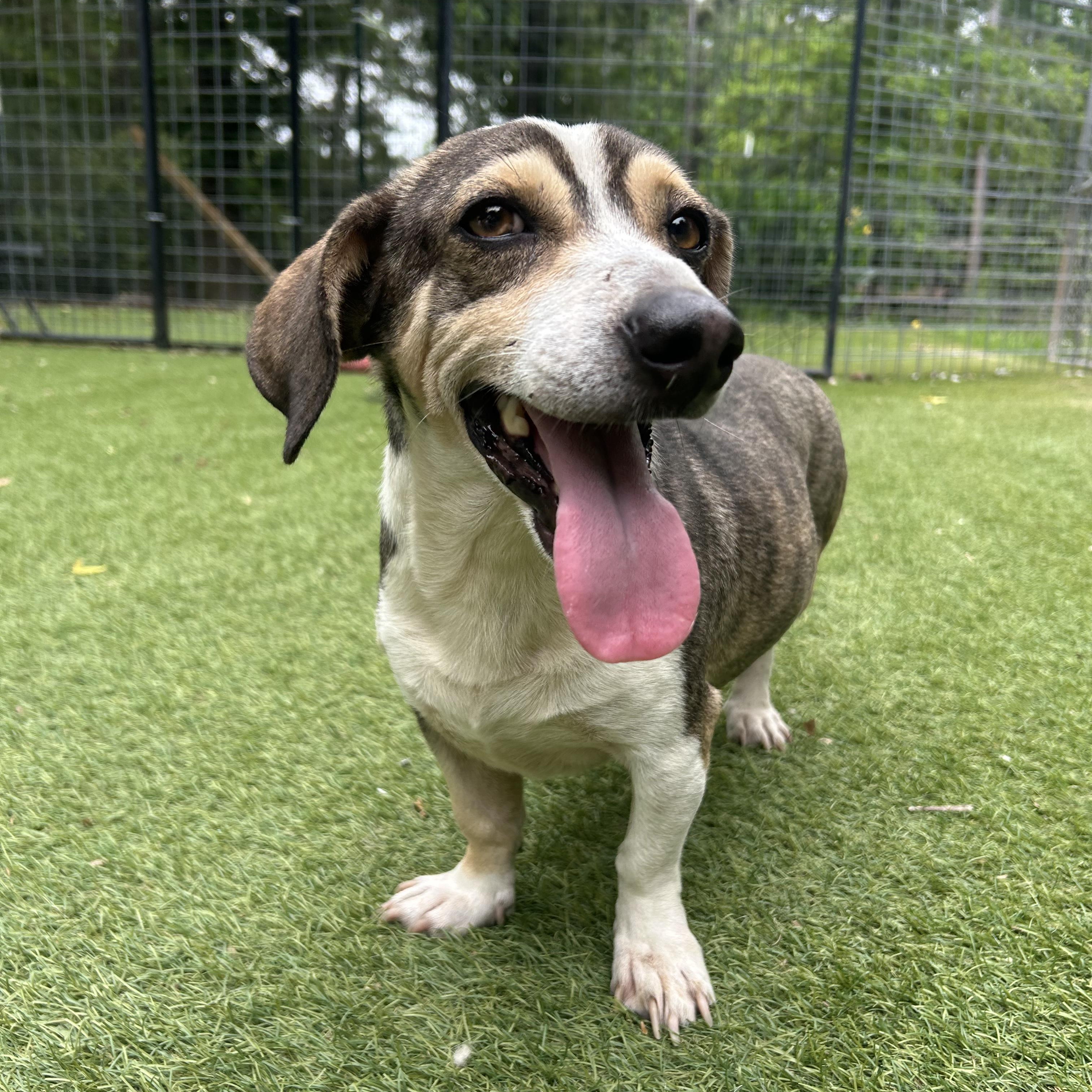 Buster, adopted, Young Male Beagle & Dachshund.